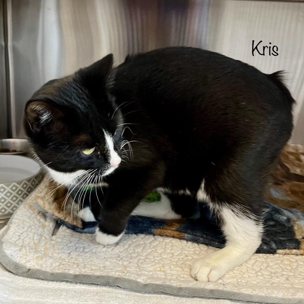 Kris, a Adoptable mixed breed in Phoenix, AZ image 4/6