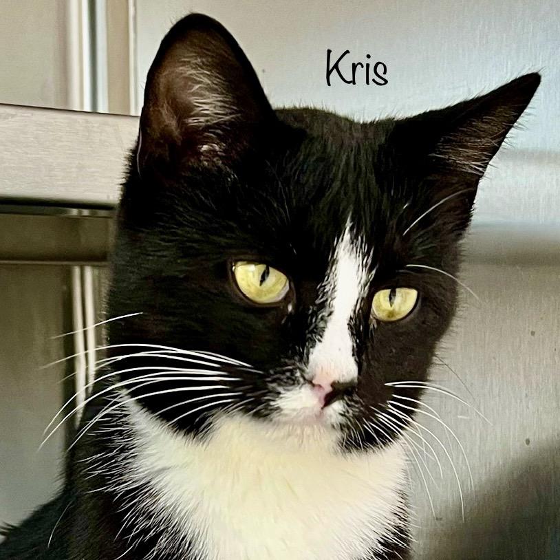 Kris, a Adoptable mixed breed in Phoenix, AZ image 5/6