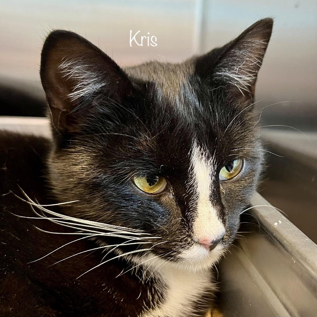 Kris, a Adoptable mixed breed in Phoenix, AZ image 6/6