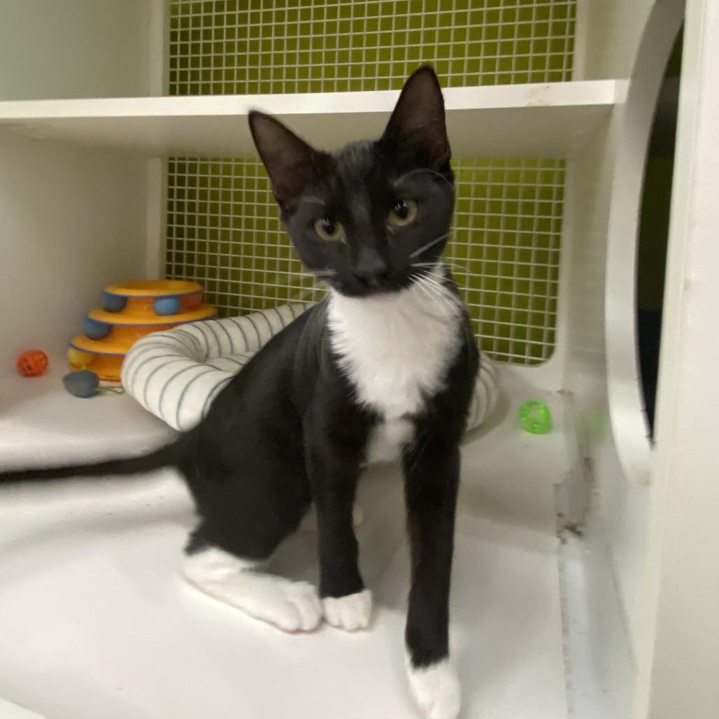 Harriet, Adoptable, Kitten Female Domestic Short Hair.