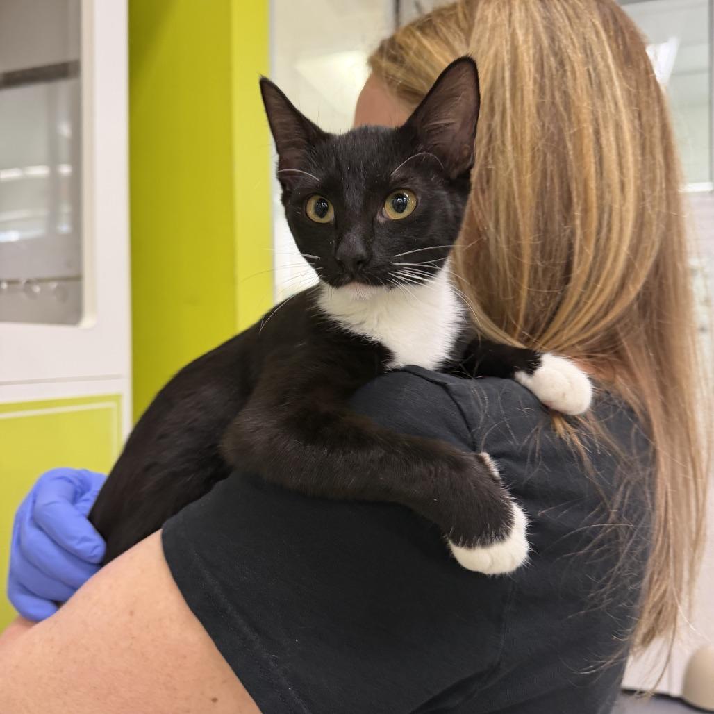 Enlarge Harriet, a Adoptable Domestic Short Hair in Tallahassee, FL image 2/2