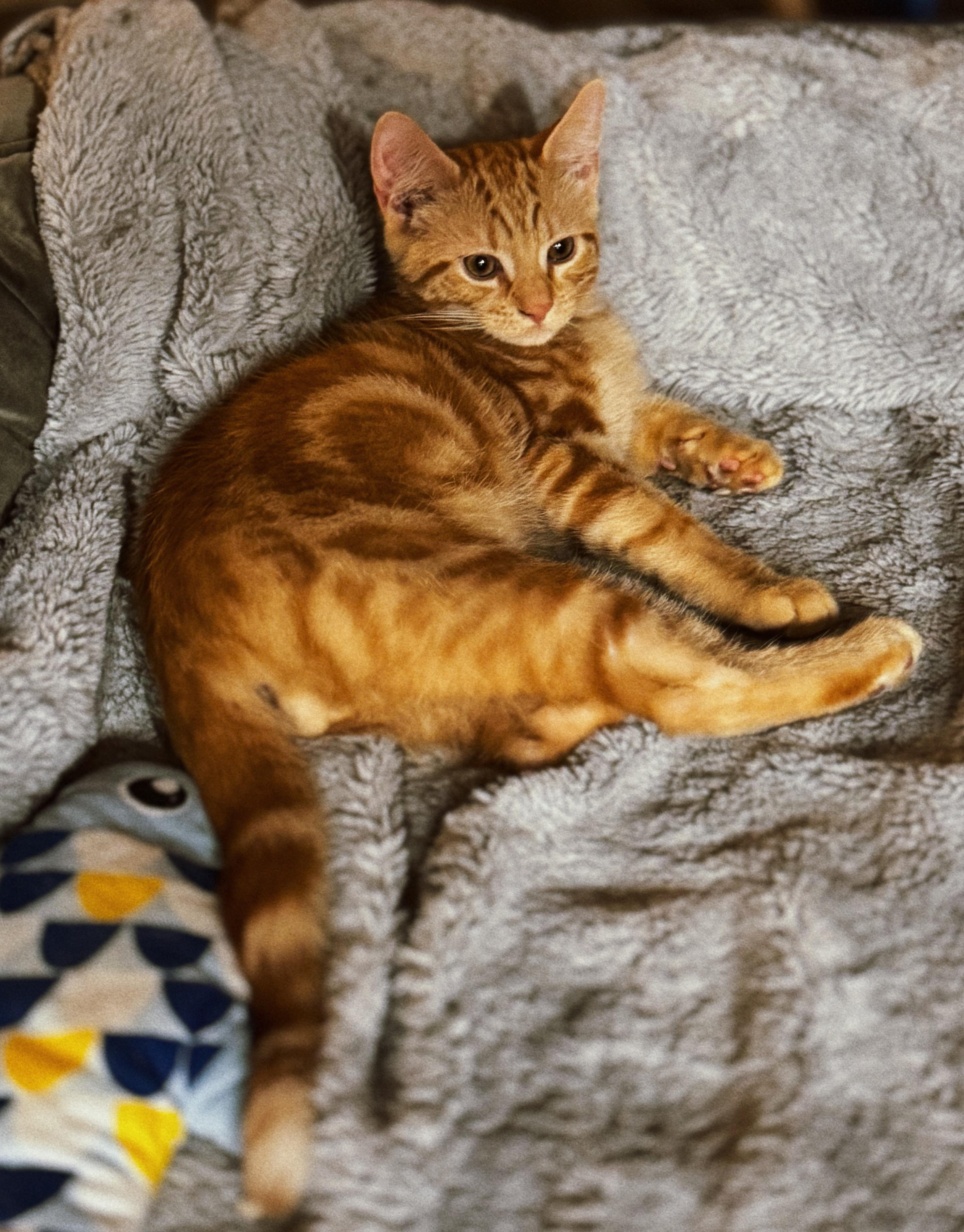 Enlarge Pip, a Adoptable Domestic Short Hair in Roberts Creek, BC image 1/1