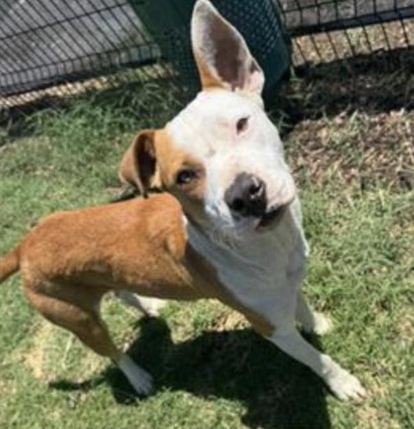 Enlarge Albert, a Adoptable mixed breed in Central Islip, NY image 4/6