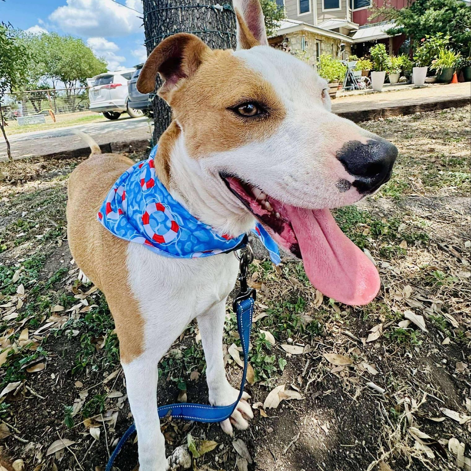 Enlarge Albert, a Adoptable mixed breed in Central Islip, NY image 3/6