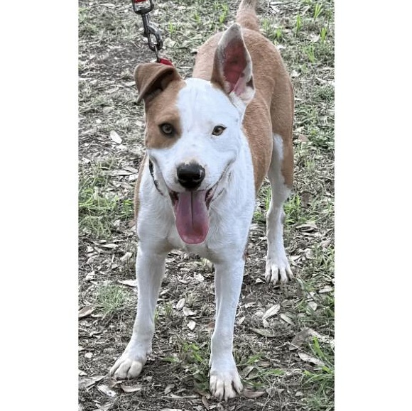 Enlarge Albert, a Adoptable mixed breed in Central Islip, NY image 2/6