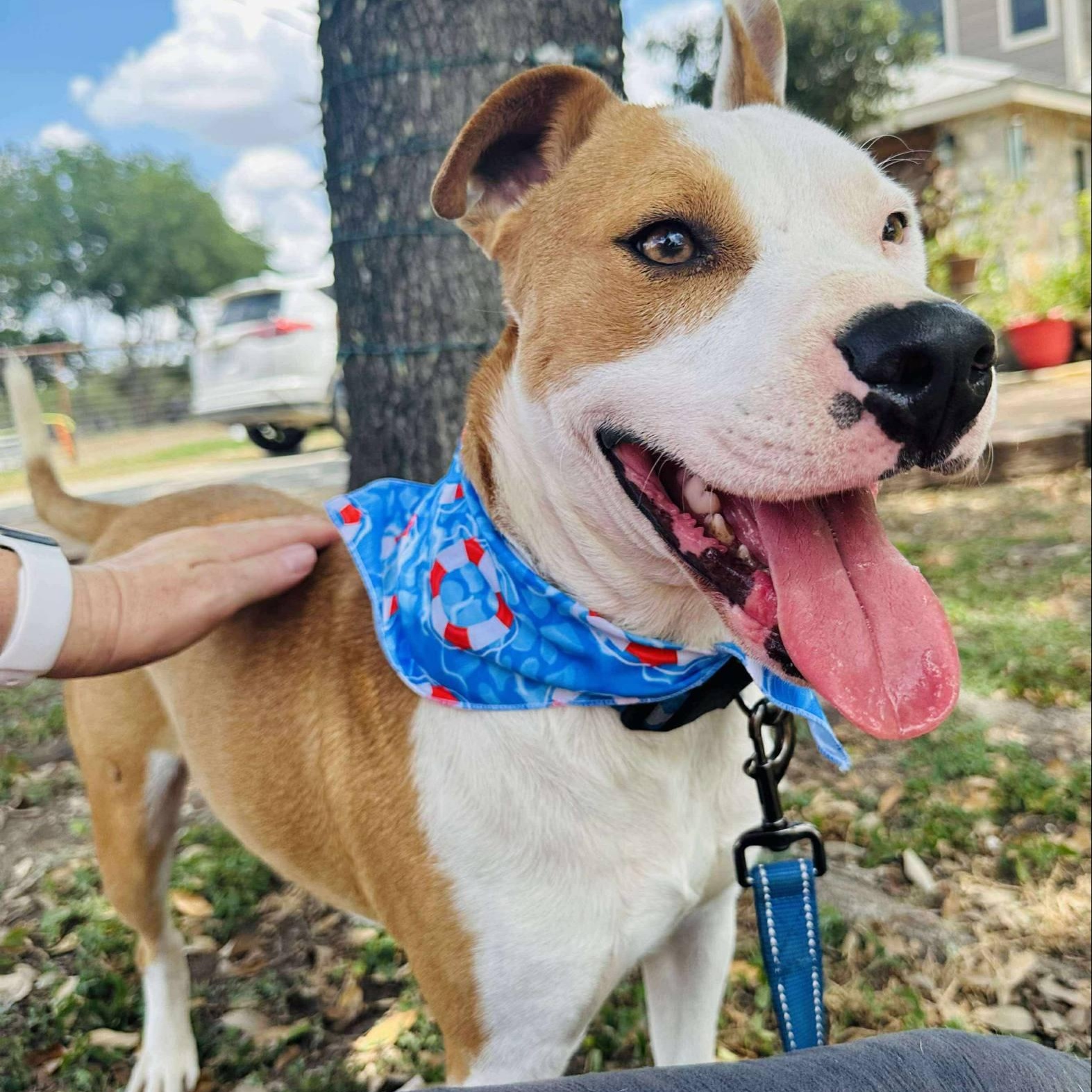Enlarge Albert, a Adoptable mixed breed in Central Islip, NY image 1/6