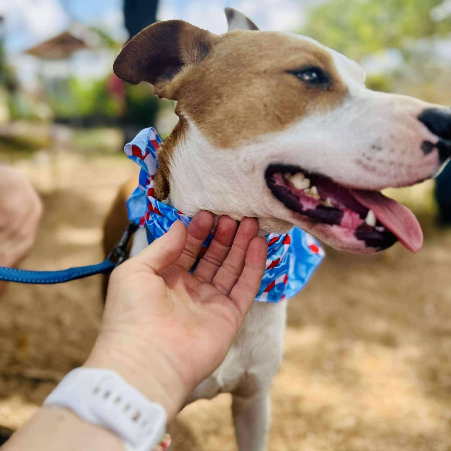 Enlarge Albert, a Adoptable mixed breed in Central Islip, NY image 5/6
