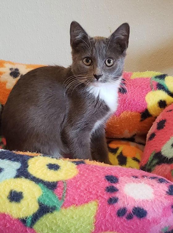 Nico T (fka Bullet T), Adopted, Young Male Domestic Short Hair.