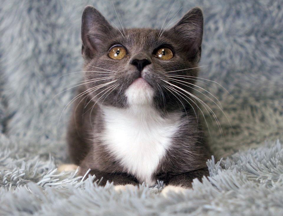 Enlarge Nico T (fka Bullet T), a Adopted Domestic Short Hair in Cary, NC image 2/2