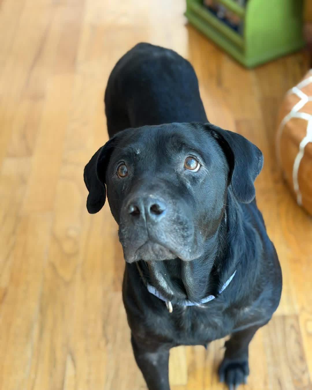 Karl, Adopted, Adult Male Black Labrador Retriever.
