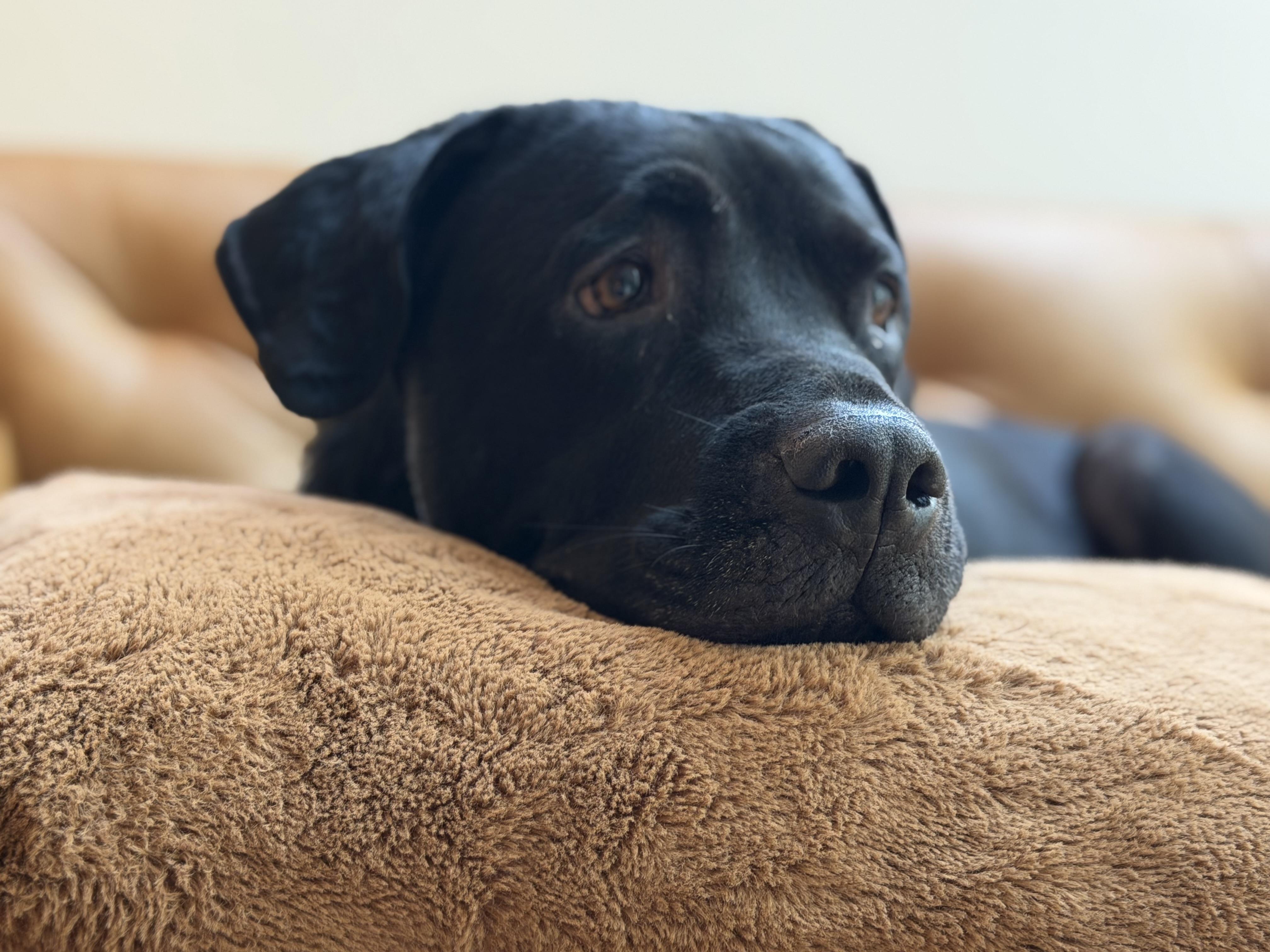 Enlarge Karl, a Adopted mixed breed in Covington, GA image 2/2