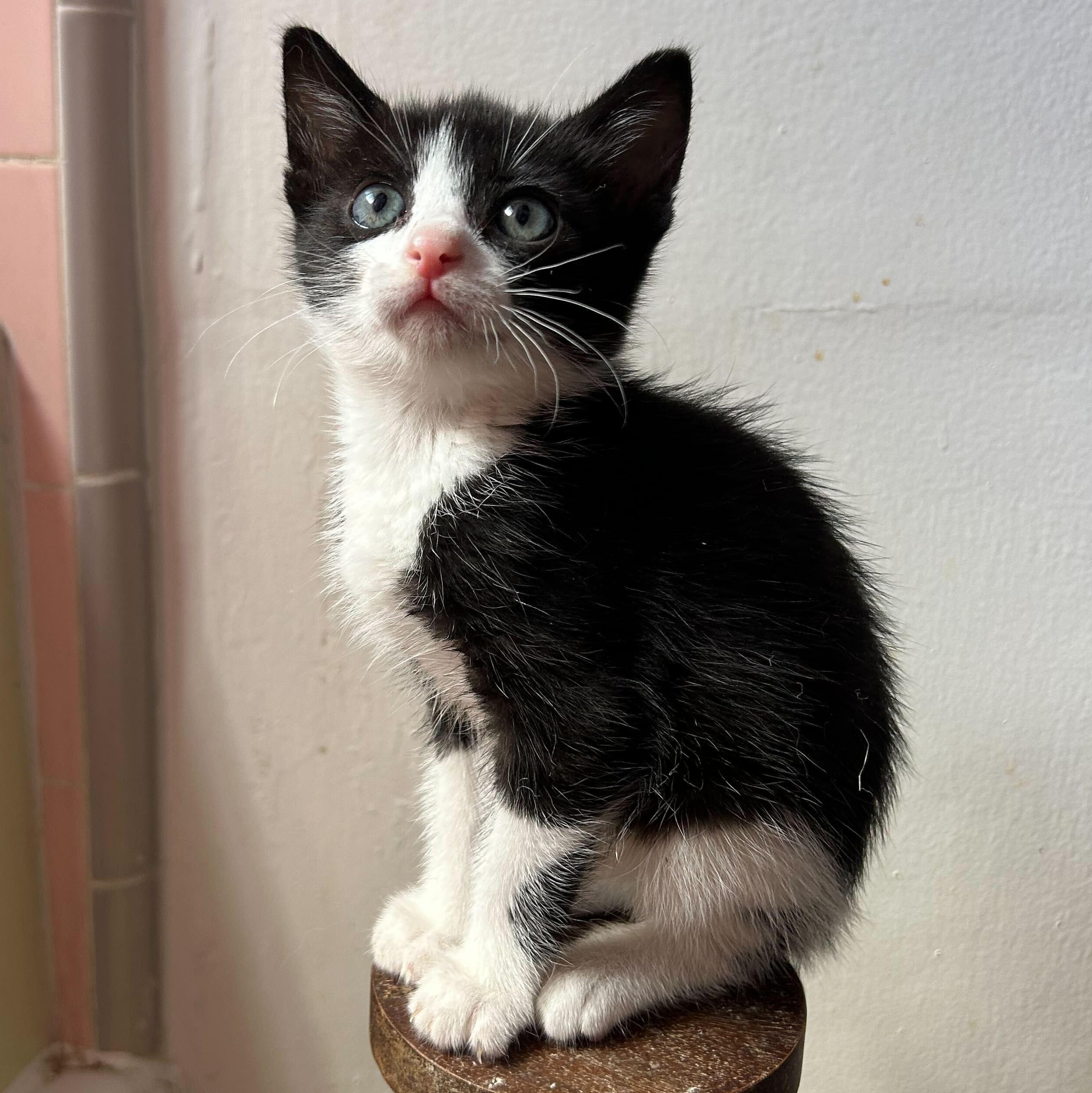 Oreo, ADOPTABLE, Kitten Male Domestic Short Hair.