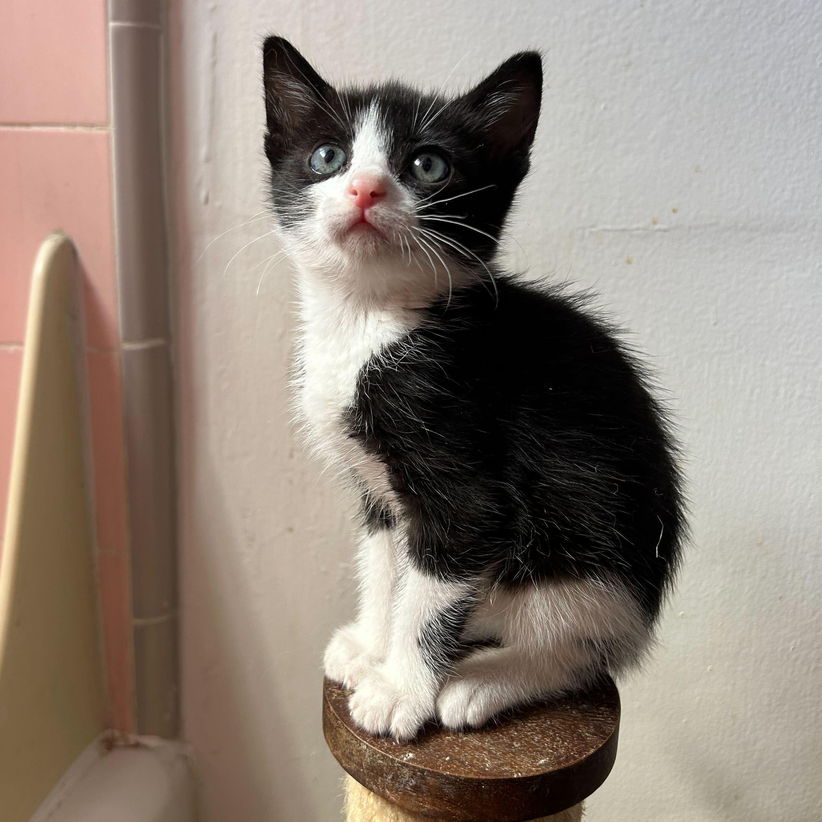 Enlarge Oreo, a ADOPTABLE American Shorthair in Santa Monica, CA image 2/6