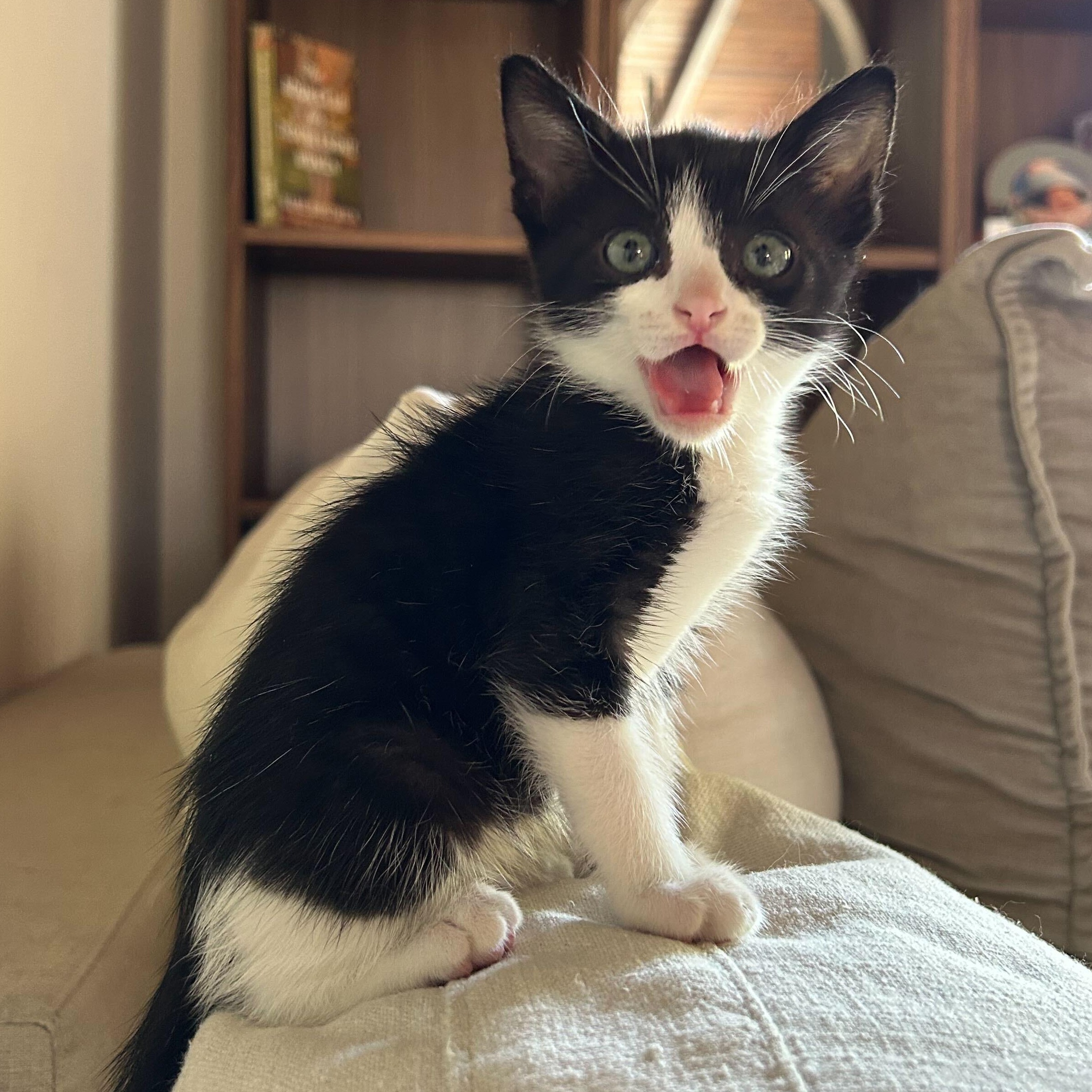 Enlarge Oreo, a ADOPTABLE American Shorthair in Santa Monica, CA image 5/6