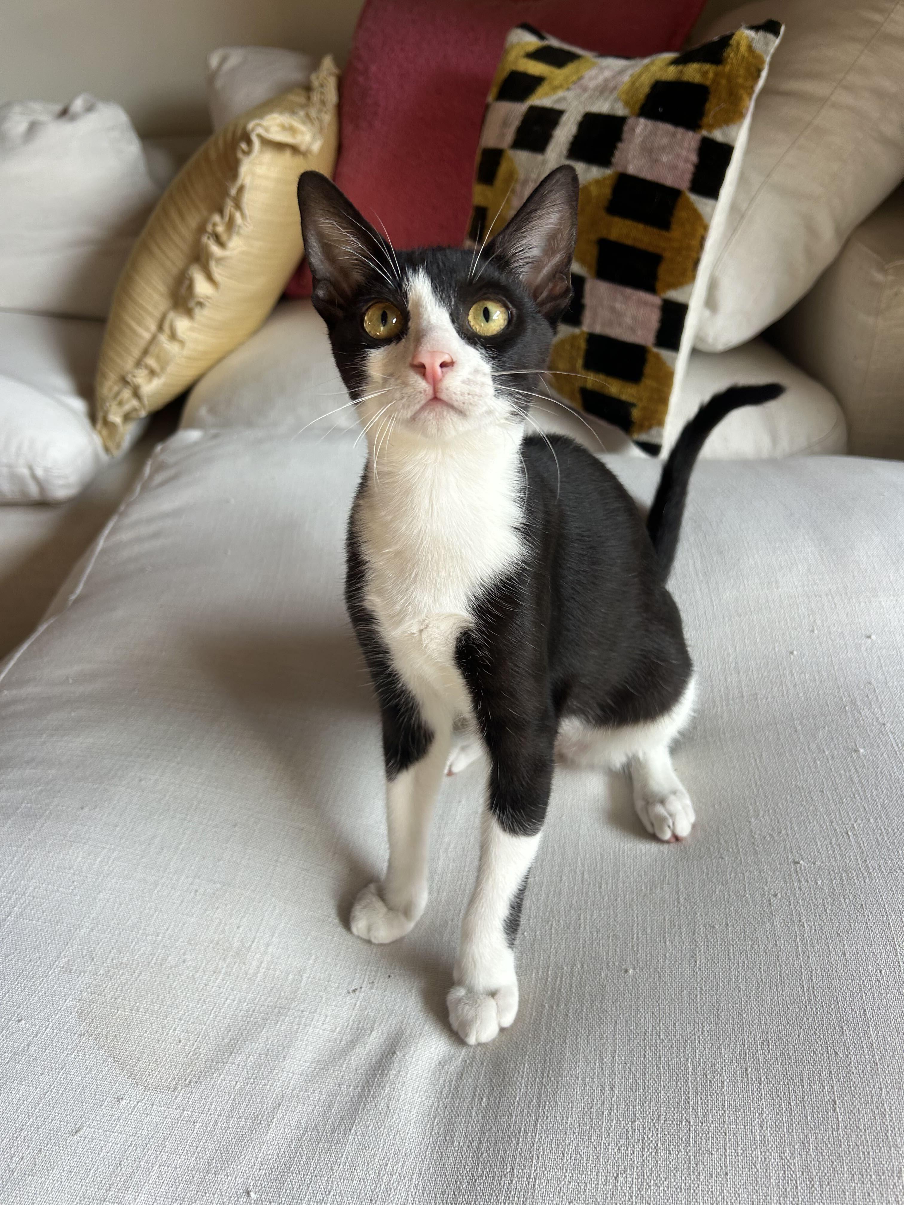 Oreo, ADOPTABLE, Kitten Male Domestic Short Hair.