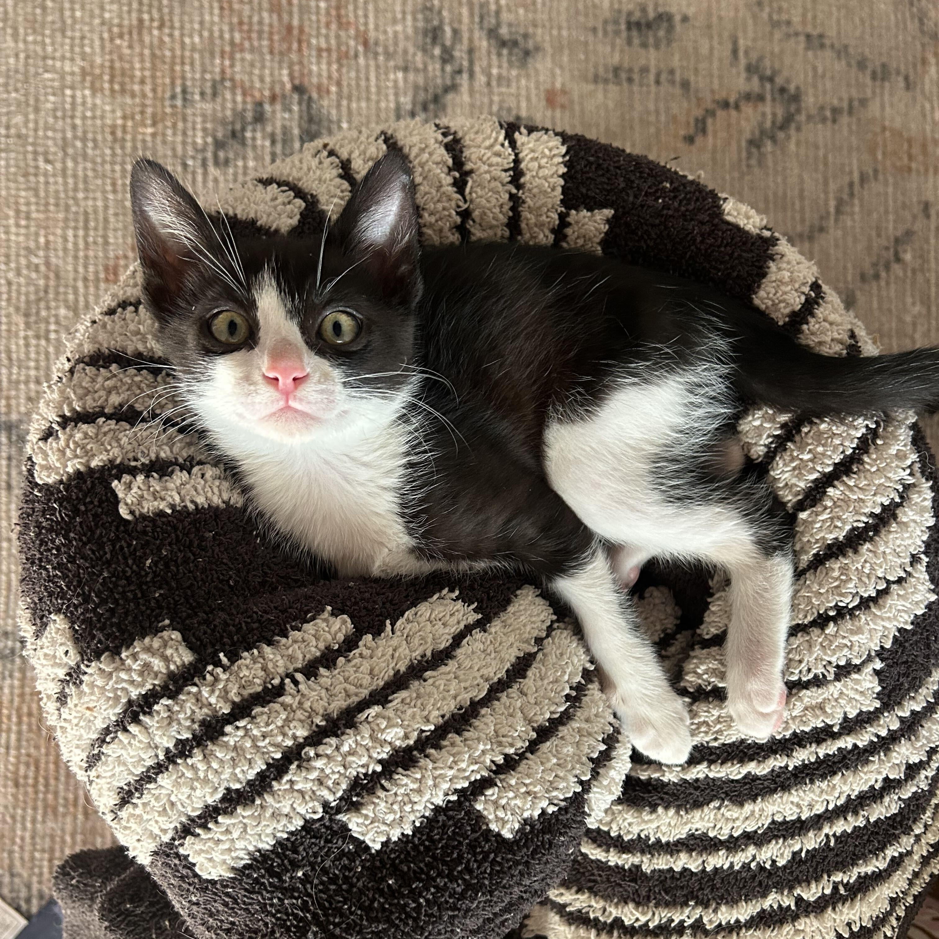 Oreo, ADOPTABLE, Kitten Male Domestic Short Hair.