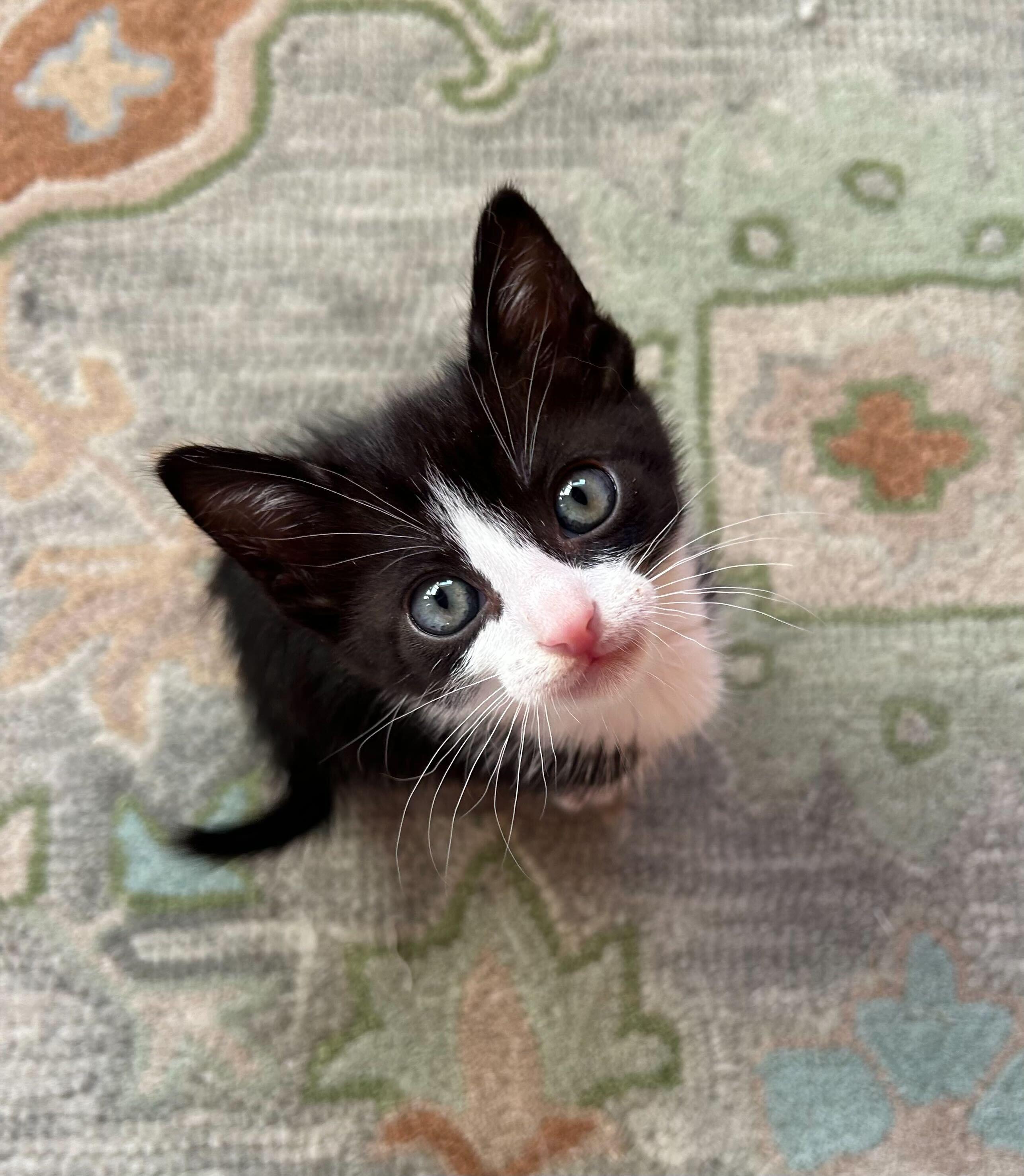 Enlarge Oreo, a ADOPTABLE American Shorthair in Santa Monica, CA image 3/6