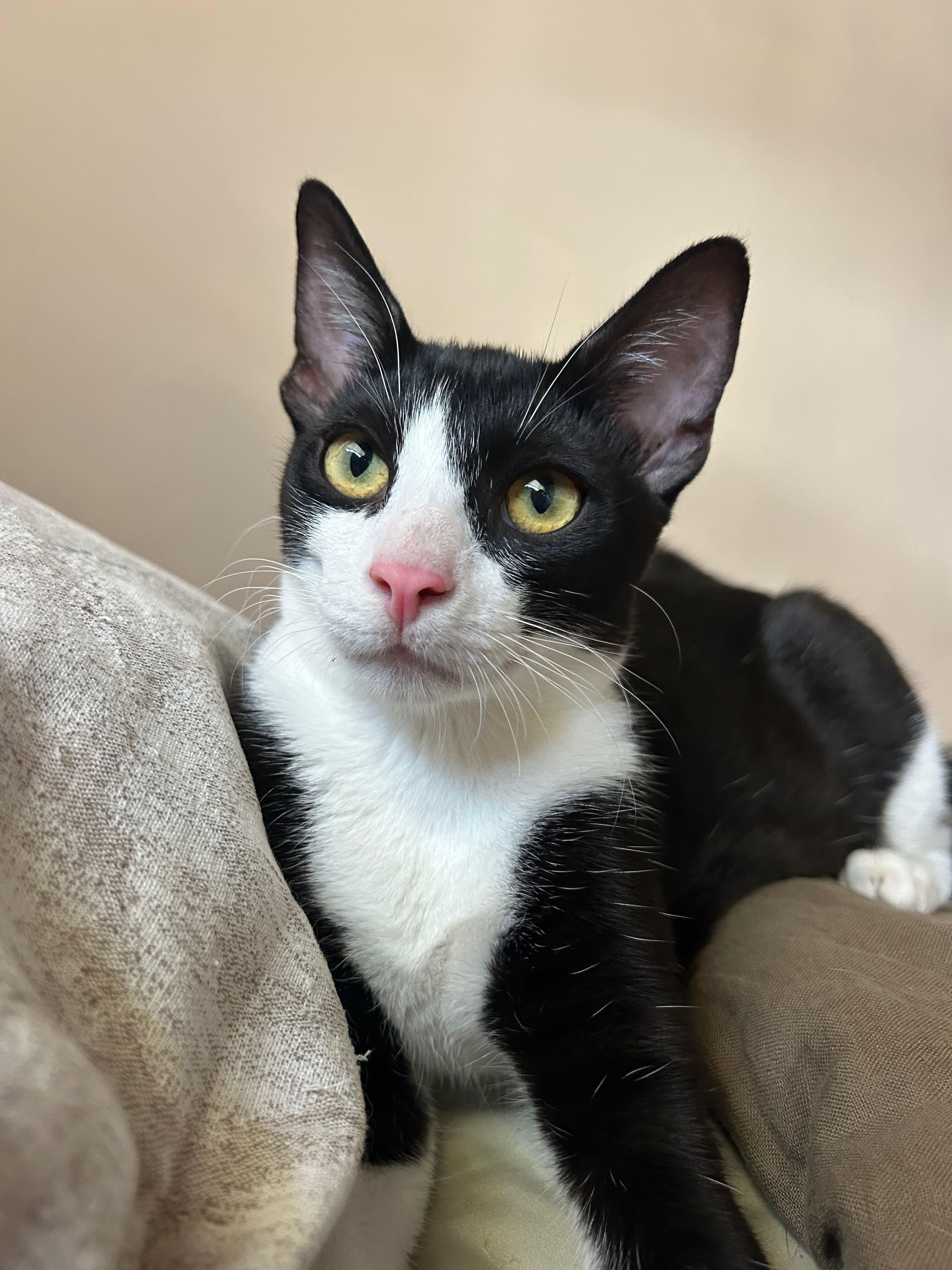 Enlarge Oreo, a Adoptable mixed breed in Santa Monica, CA image 1/6