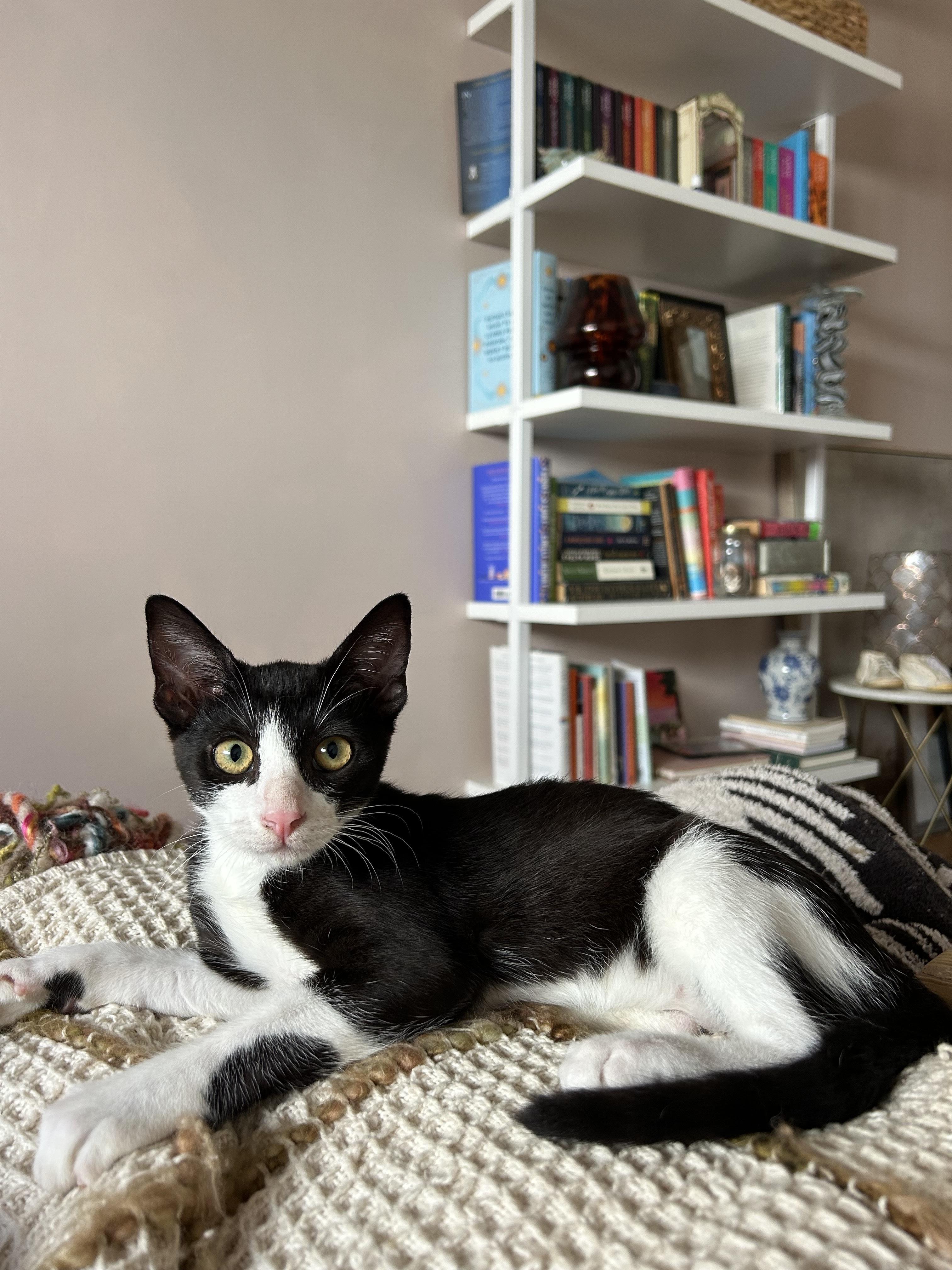 Enlarge Oreo, a ADOPTABLE Domestic Short Hair in Santa Monica, CA image 2/6