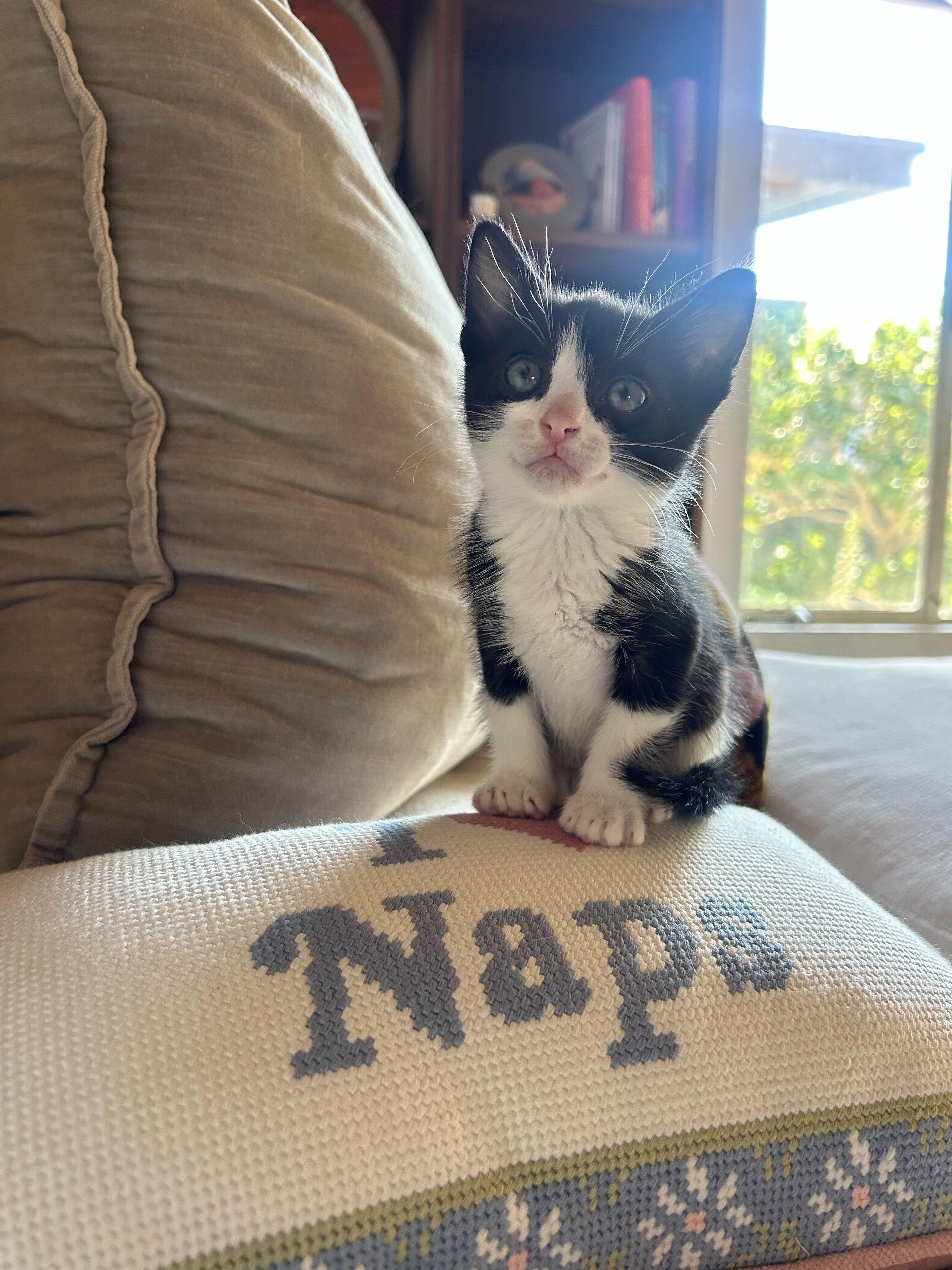 Enlarge Oreo, a ADOPTABLE American Shorthair in Santa Monica, CA image 4/6