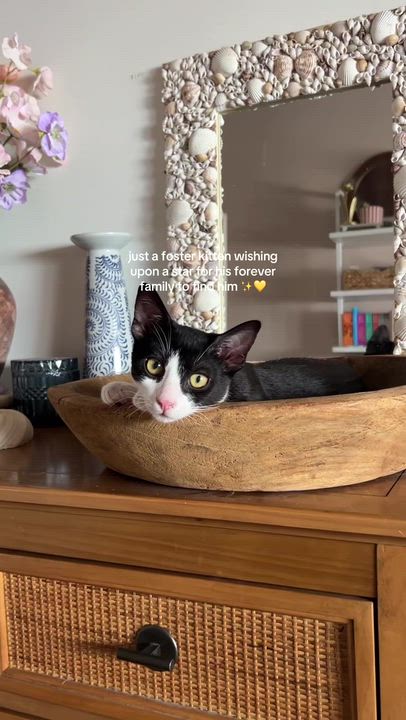 Enlarge Oreo, a ADOPTABLE Domestic Short Hair in Santa Monica, CA video 4/6