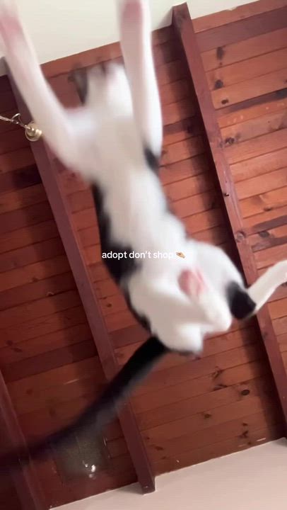 Enlarge Oreo, a ADOPTABLE Domestic Short Hair in Santa Monica, CA video 3/6