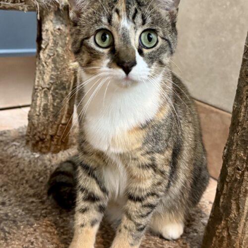 Marge, Adoptable, Young Female Domestic Short Hair.