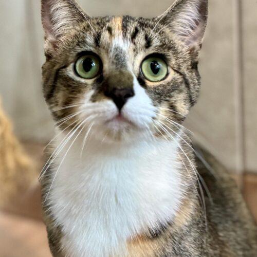 Marge, a Adoptable Domestic Short Hair in Seven Valleys, PA image 2/5