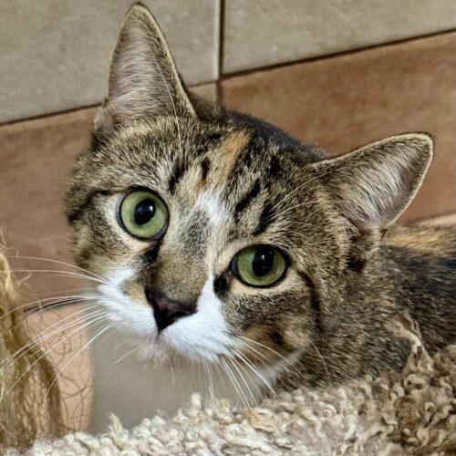 Marge, a Adoptable Domestic Short Hair in Seven Valleys, PA image 3/5