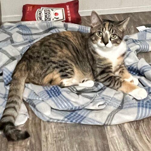 Marge, a Adoptable Domestic Short Hair in Seven Valleys, PA image 4/5