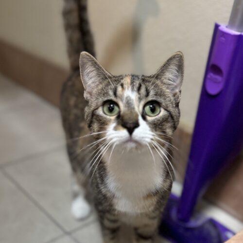 Marge, a Adoptable Domestic Short Hair in Seven Valleys, PA image 5/5