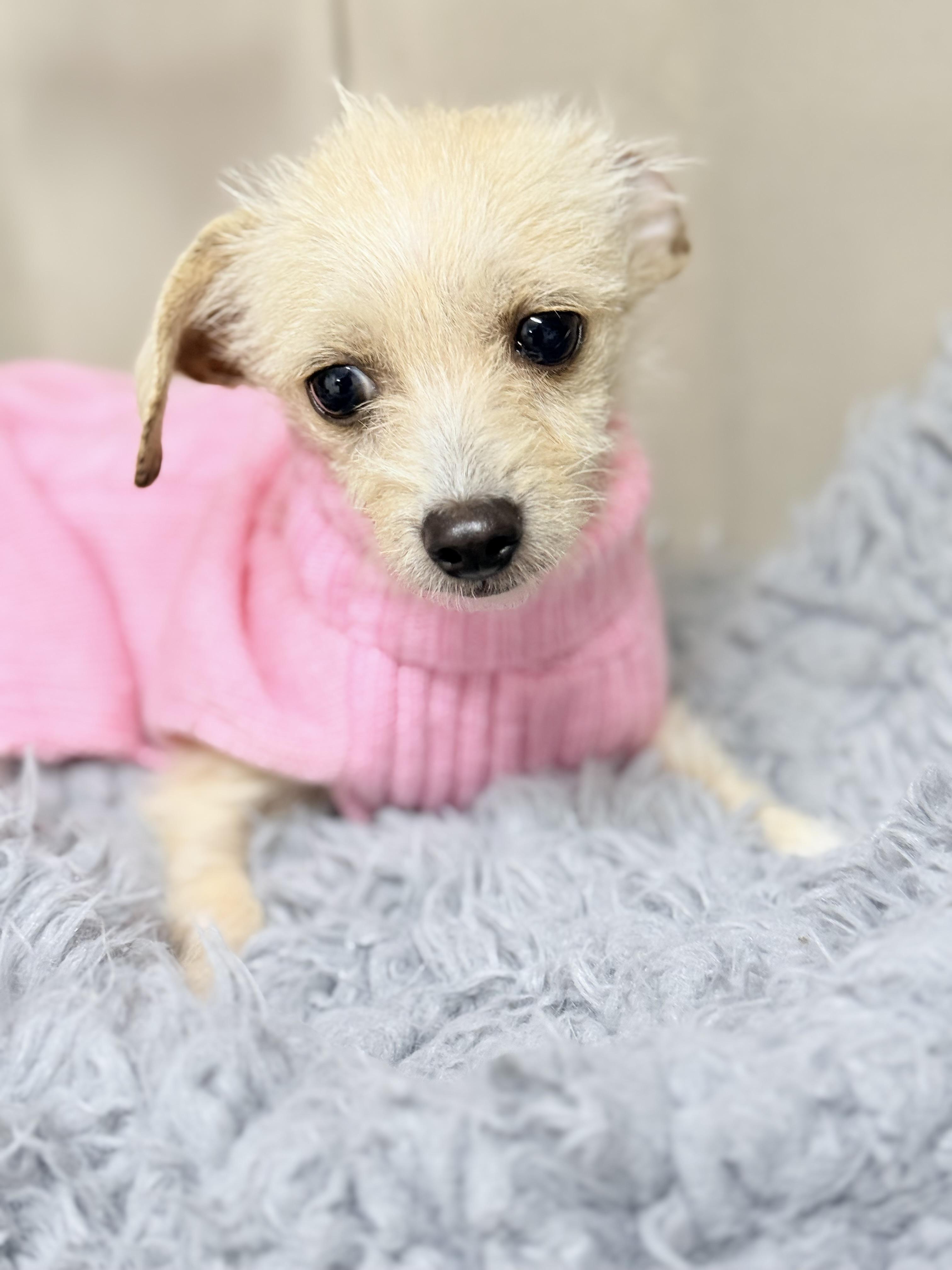 Enlarge Baby Girl (Penelope), a ADOPTABLE mixed breed in modesto, CA image 4/4