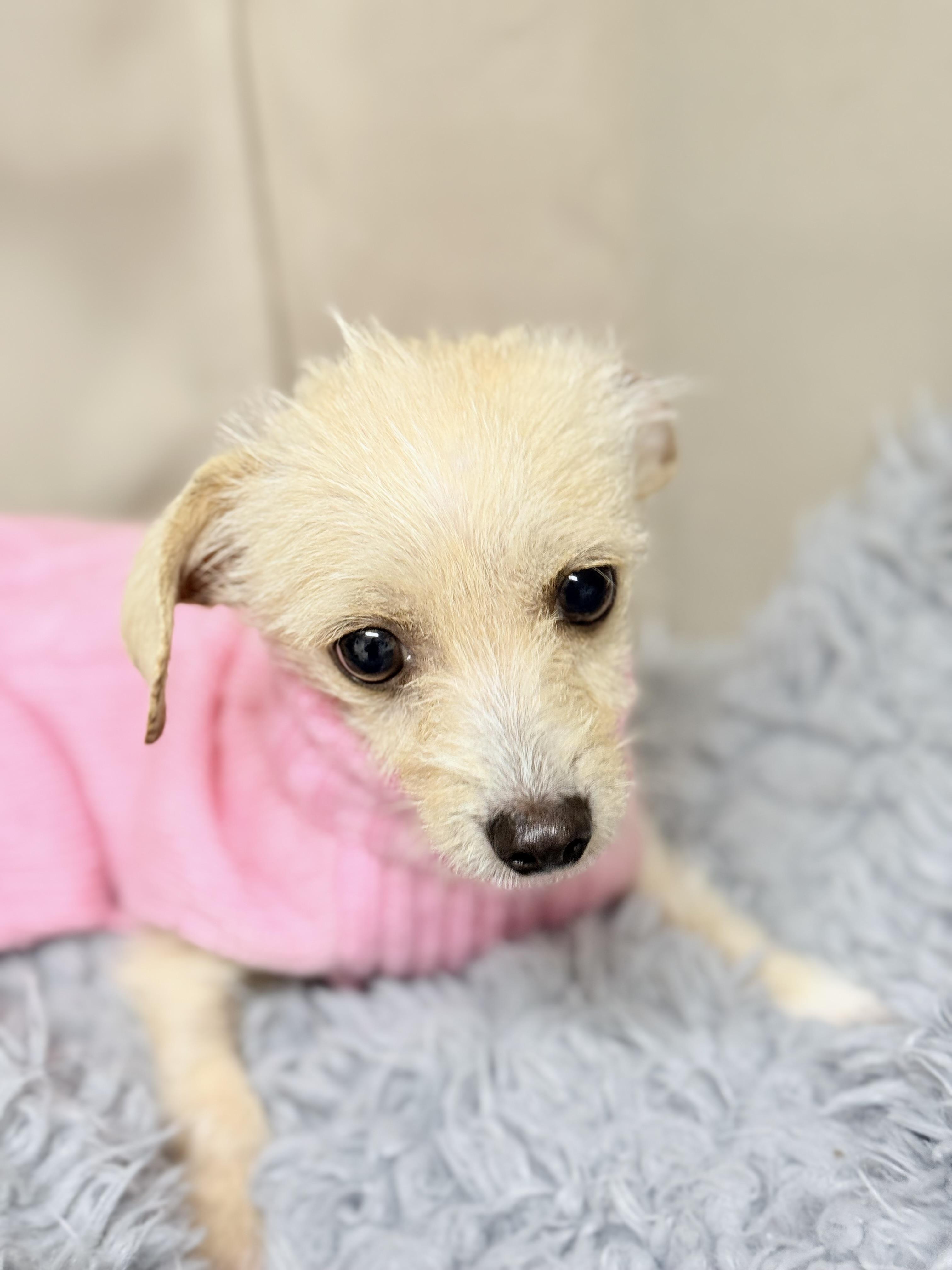 Enlarge Baby Girl (Penelope), a ADOPTABLE mixed breed in modesto, CA image 1/4