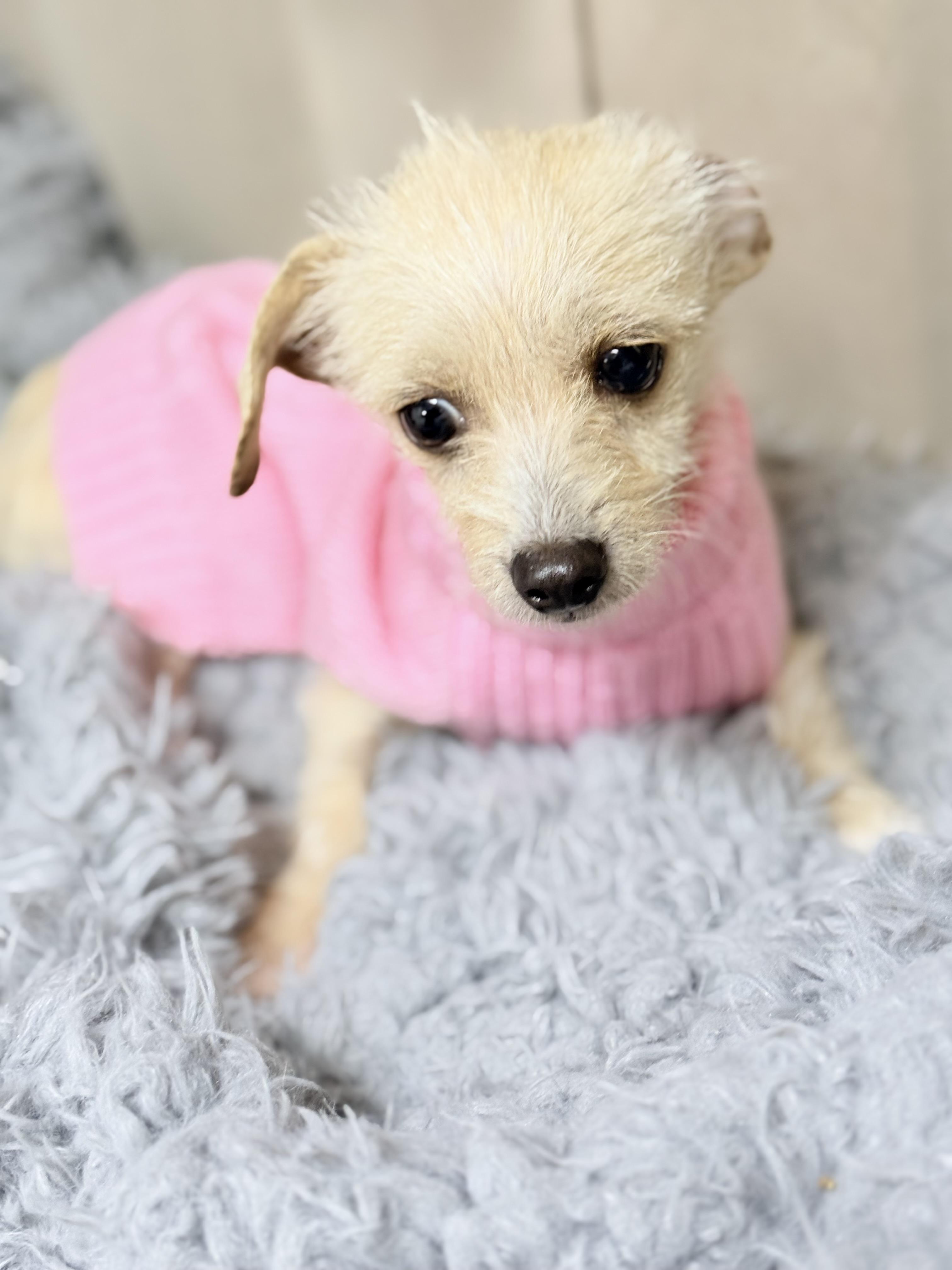 Enlarge Baby Girl (Penelope), a ADOPTABLE mixed breed in modesto, CA image 3/4