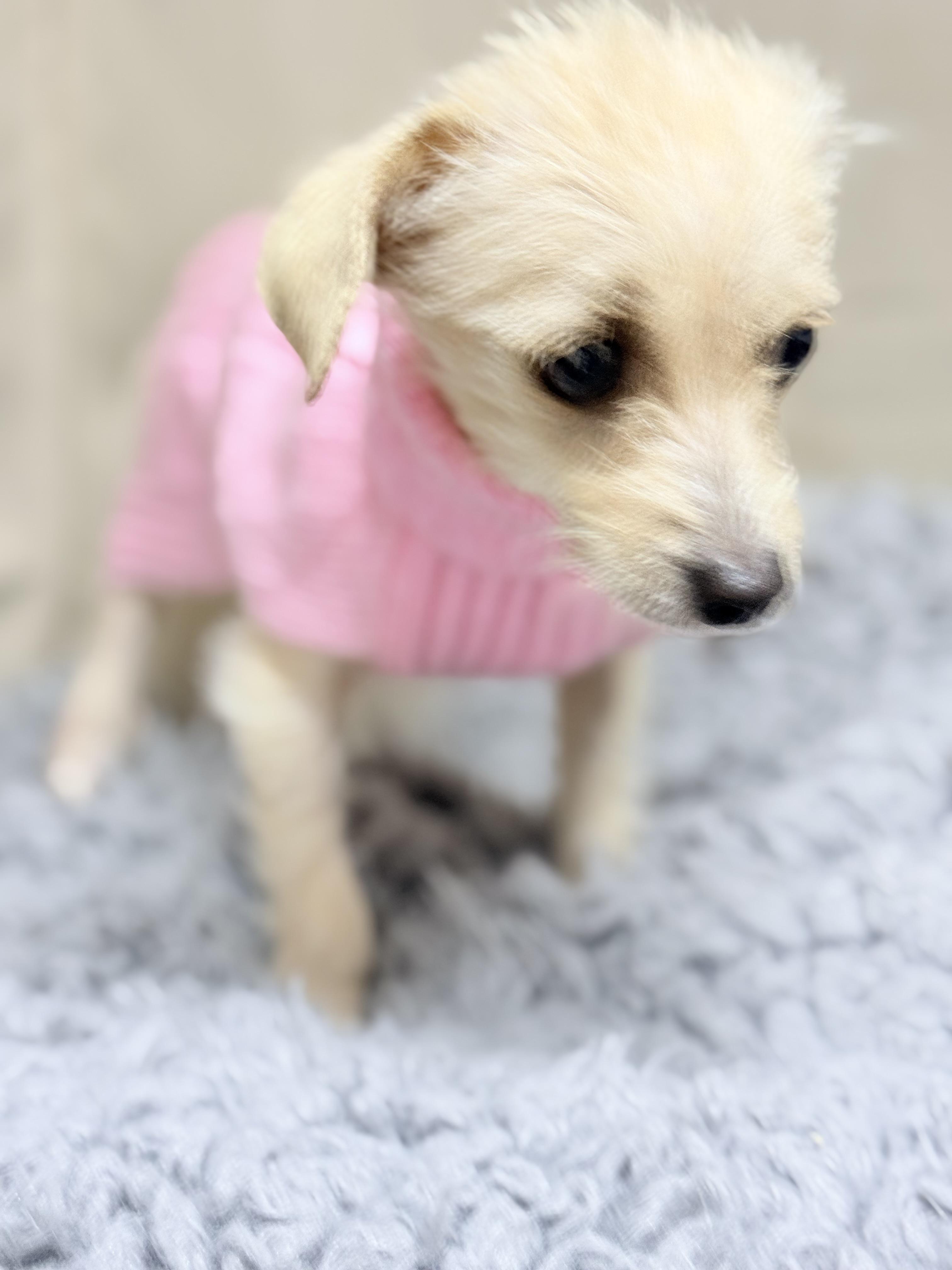Enlarge Baby Girl (Penelope), a ADOPTABLE mixed breed in modesto, CA image 2/4