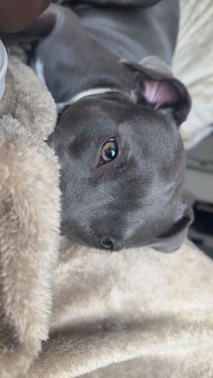 Enlarge Sky (156635) (In a foster home), a ADOPTABLE Weimaraner in Baton Rouge, LA image 2/3