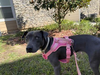 Enlarge Sky (156635) (In a foster home), a ADOPTABLE Weimaraner in Baton Rouge, LA image 3/3