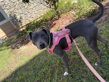 Enlarge Sky (156635) (In a foster home), a ADOPTABLE Weimaraner in Baton Rouge, LA image 1/3