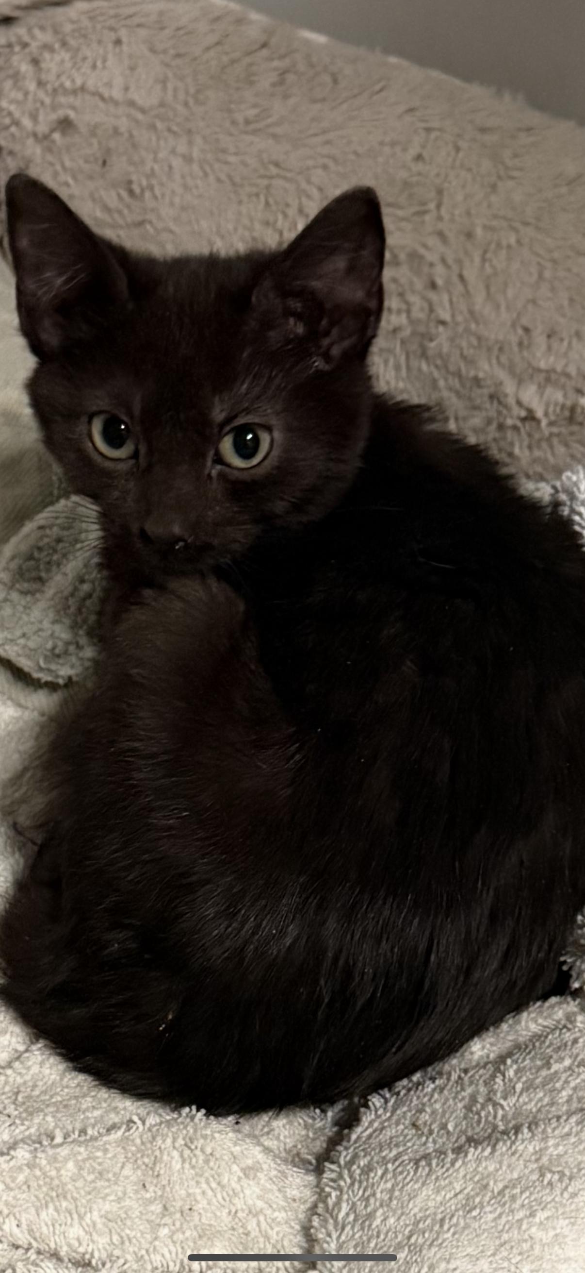 BLACK KITTENS , ADOPTABLE, Young Female Domestic Short Hair.