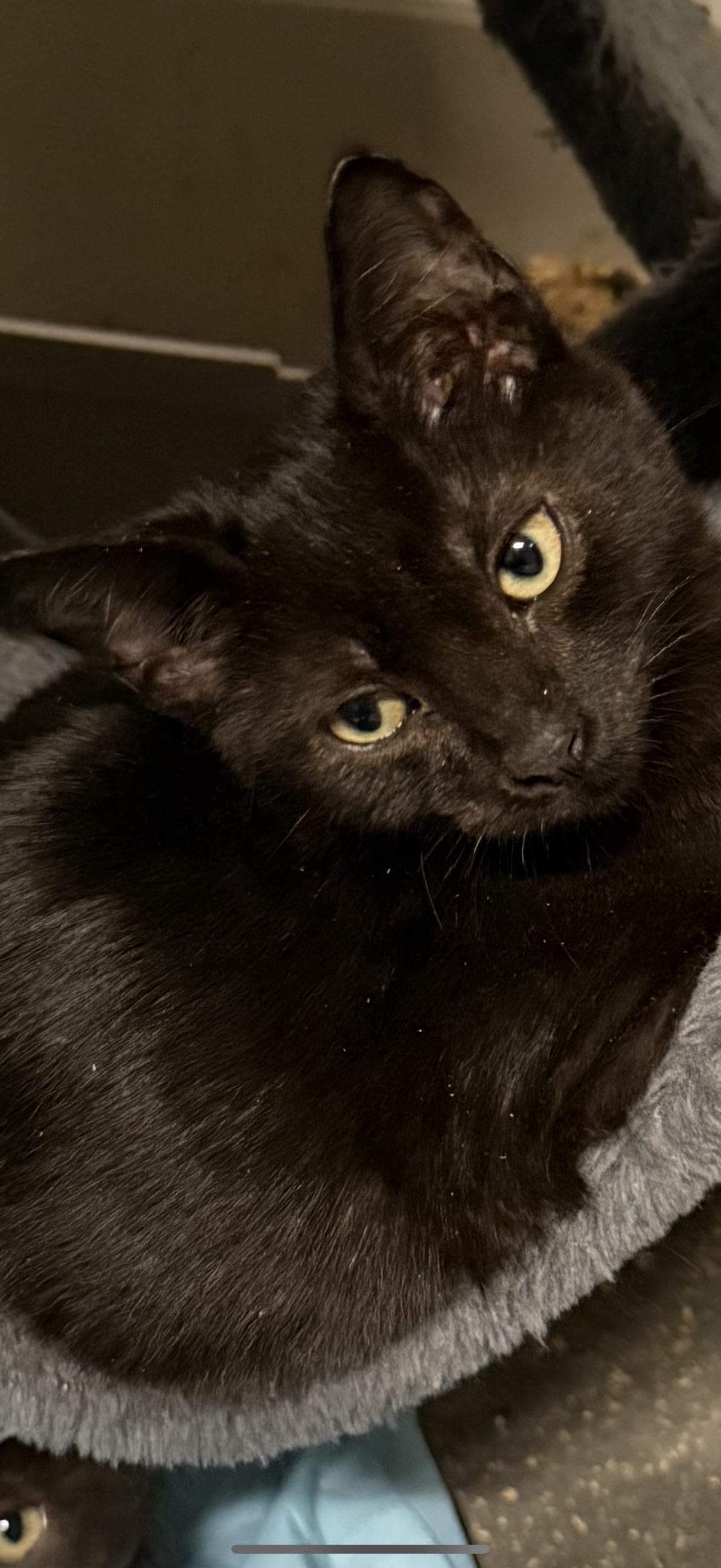 Enlarge BLACK KITTENS , a ADOPTABLE mixed breed in Reno, NV image 2/6