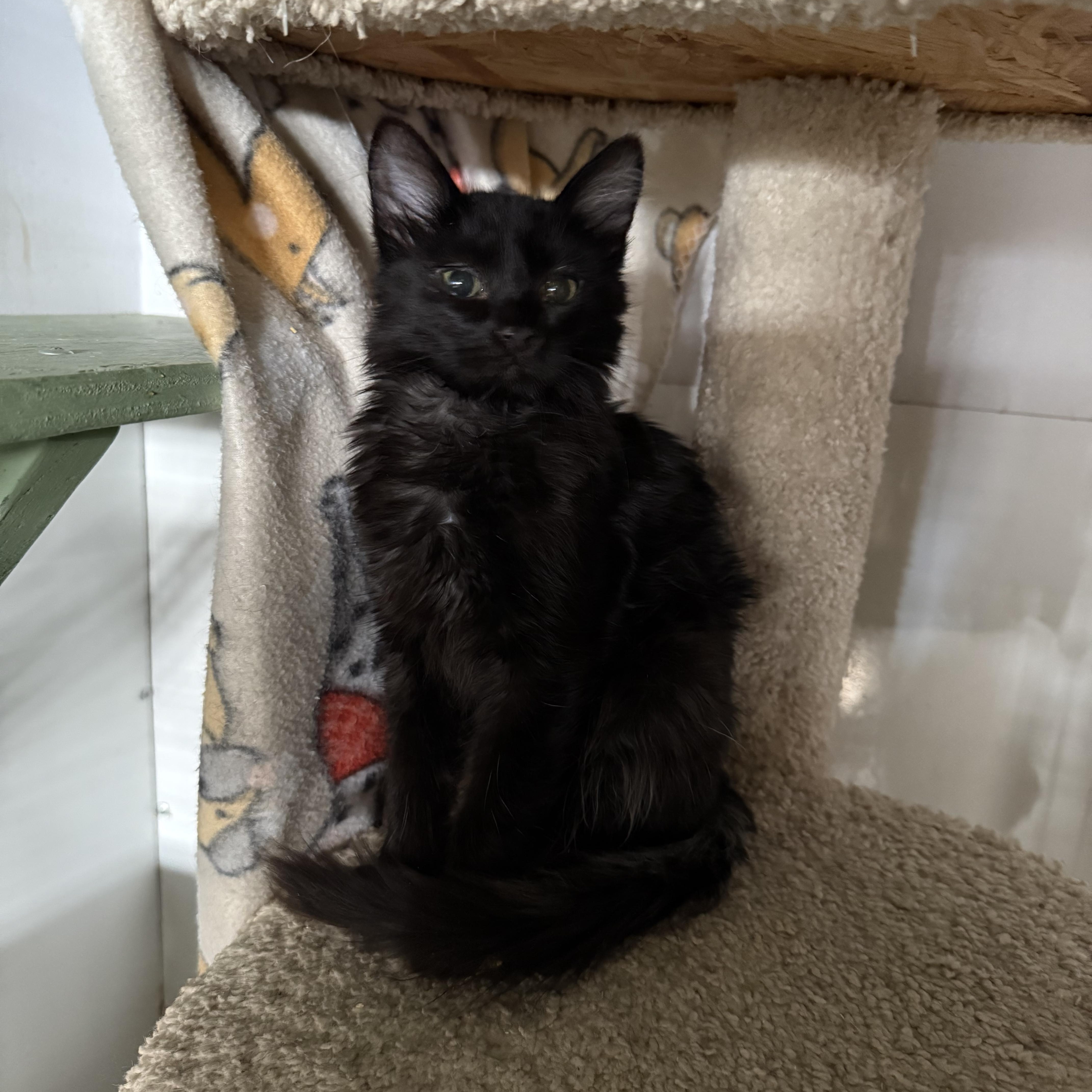 Enlarge BLACK KITTENS MALE, a ADOPTABLE mixed breed in Reno, NV image 3/6