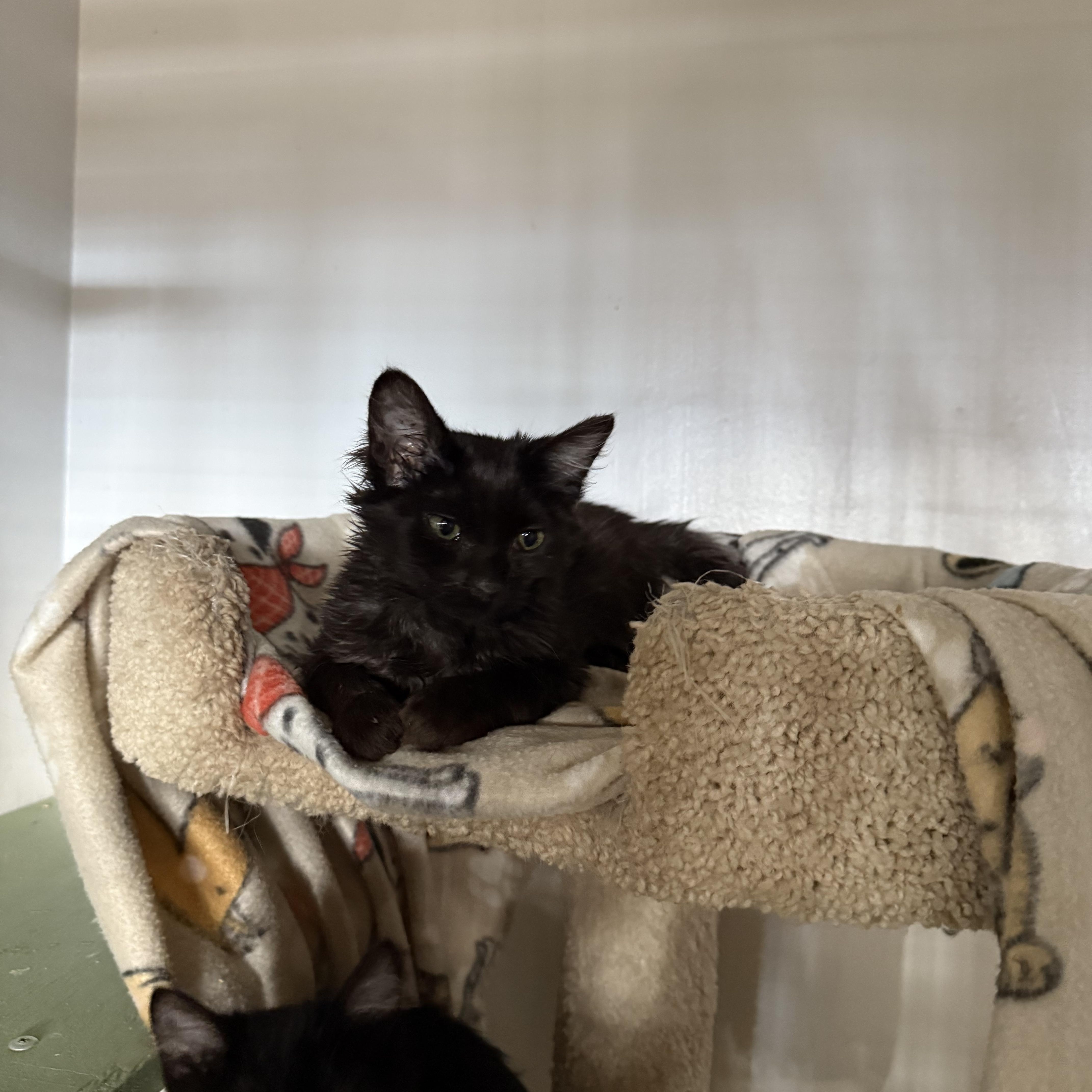 Enlarge BLACK KITTENS MALE, a ADOPTABLE mixed breed in Reno, NV image 6/6