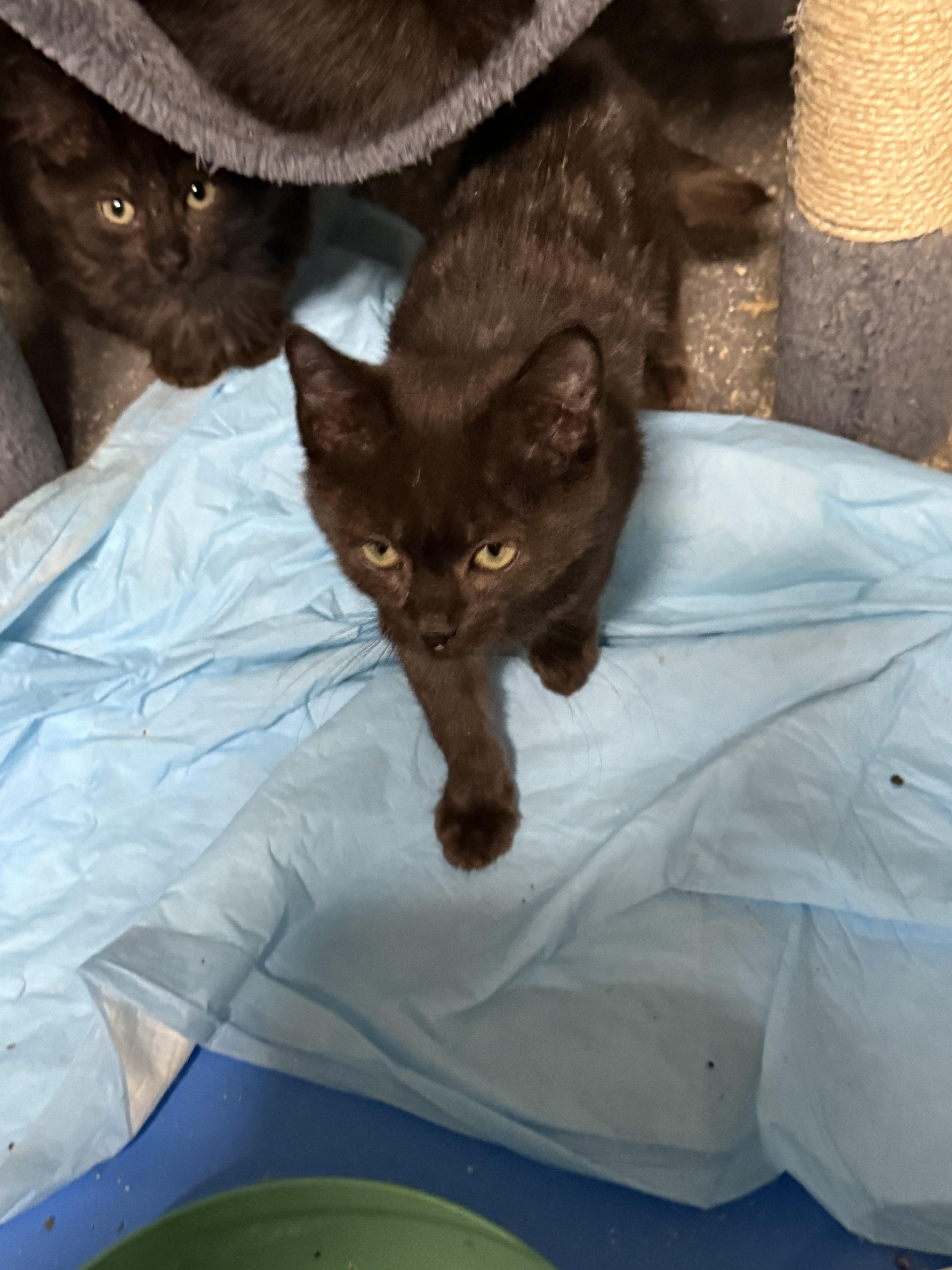 Enlarge BLACK KITTENS , a ADOPTABLE mixed breed in Reno, NV image 3/6