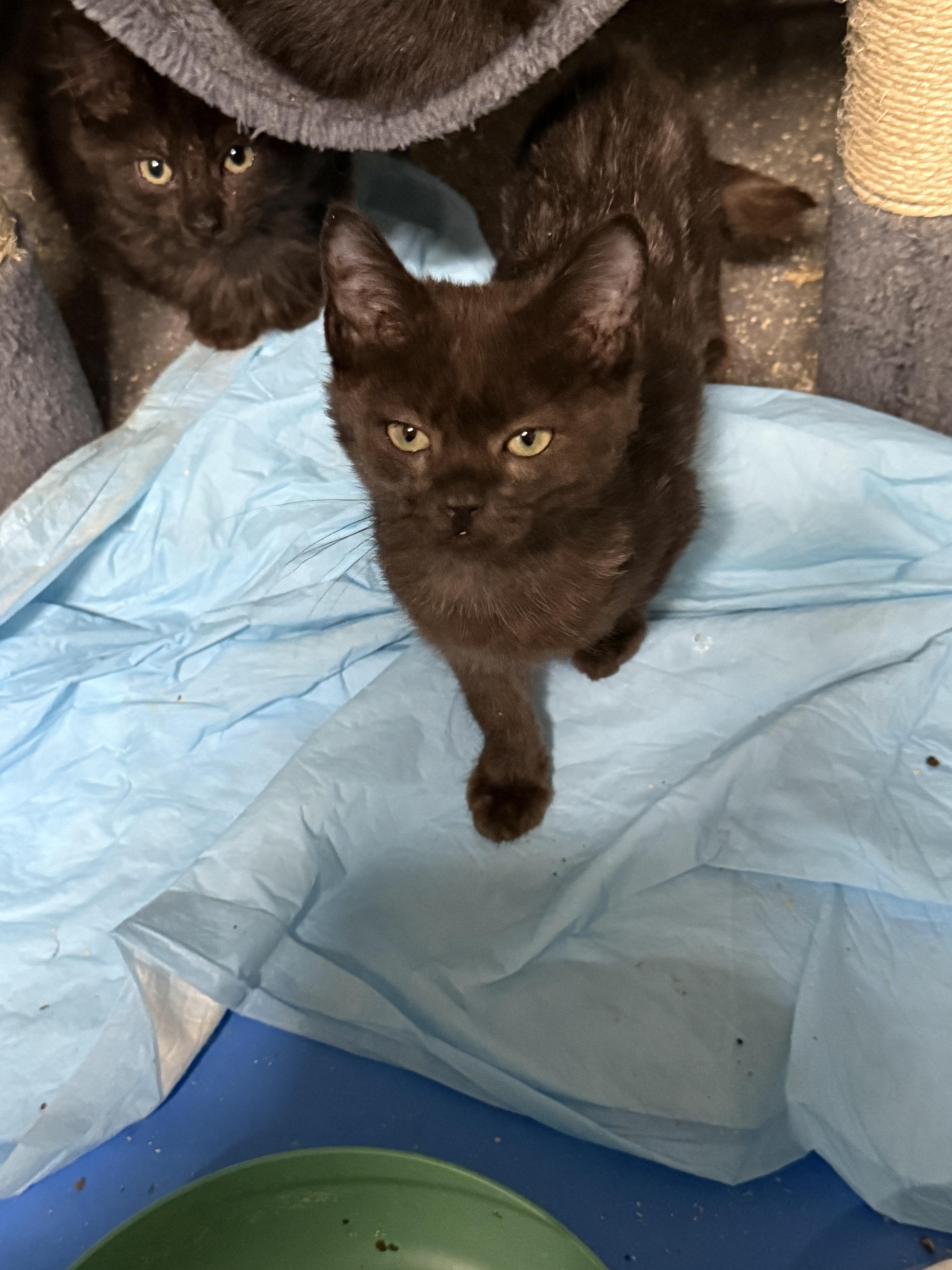 Enlarge BLACK KITTENS , a ADOPTABLE mixed breed in Reno, NV image 4/6