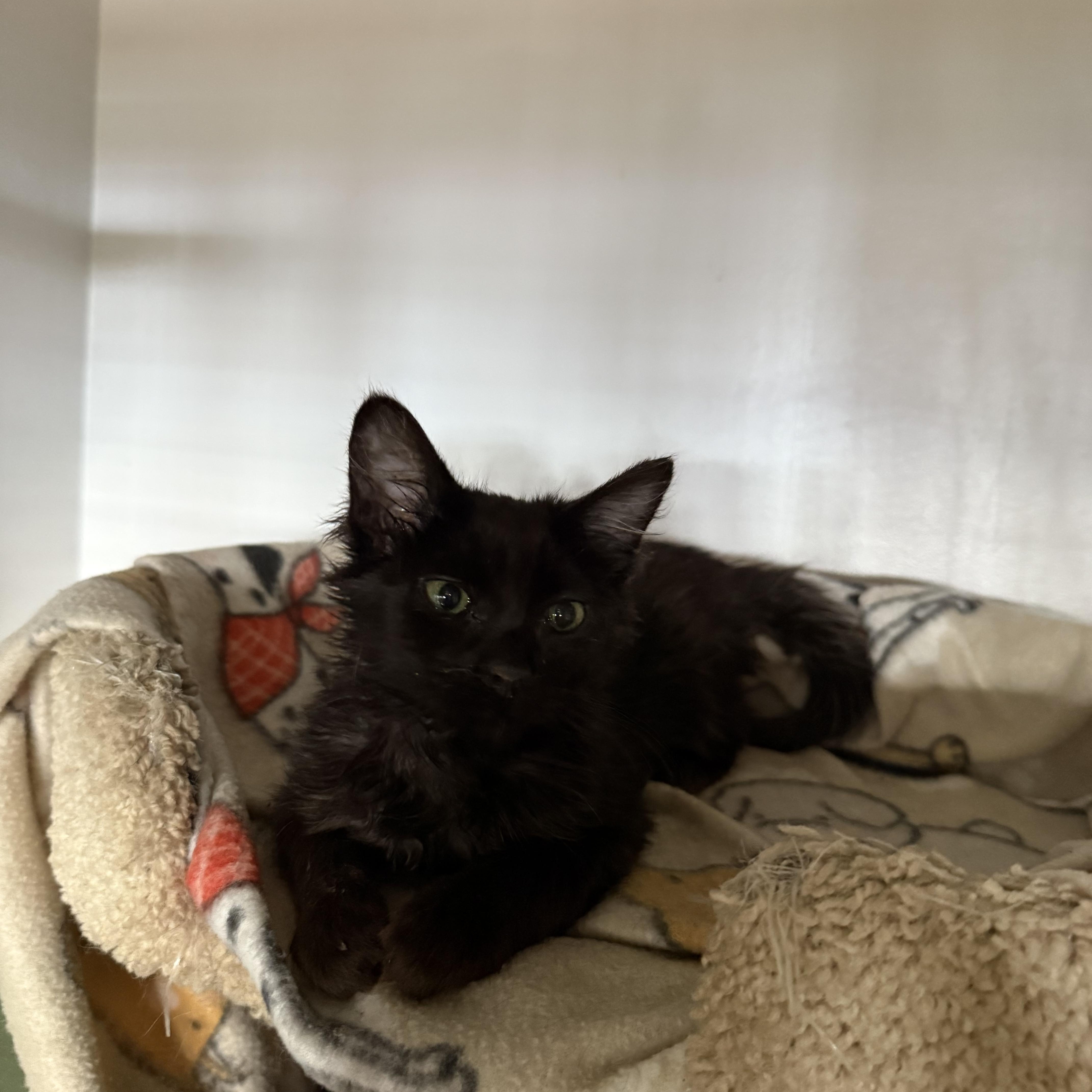 Enlarge BLACK KITTENS MALE, a ADOPTABLE mixed breed in Reno, NV image 2/6