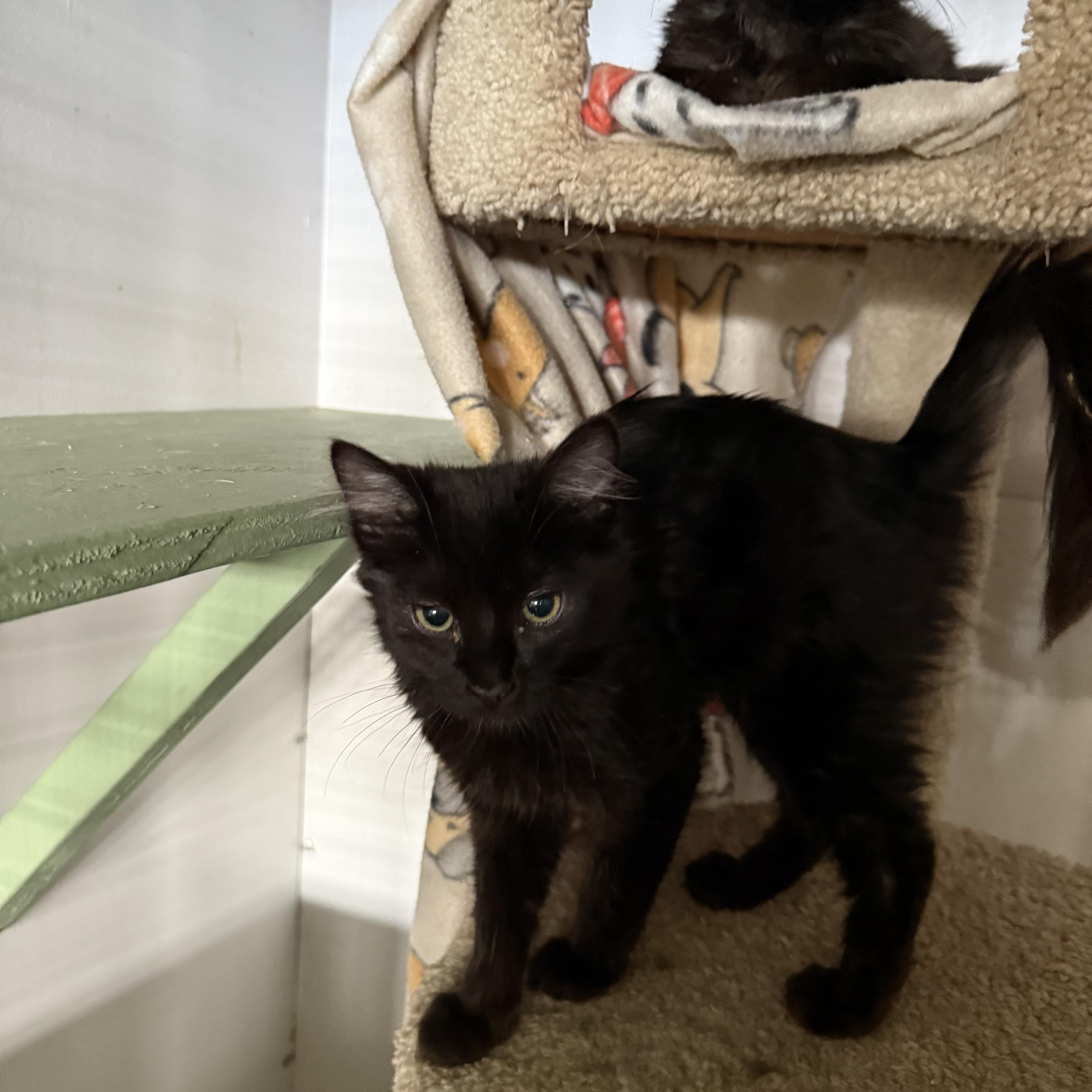 Enlarge BLACK KITTENS MALE, a ADOPTABLE mixed breed in Reno, NV image 4/6