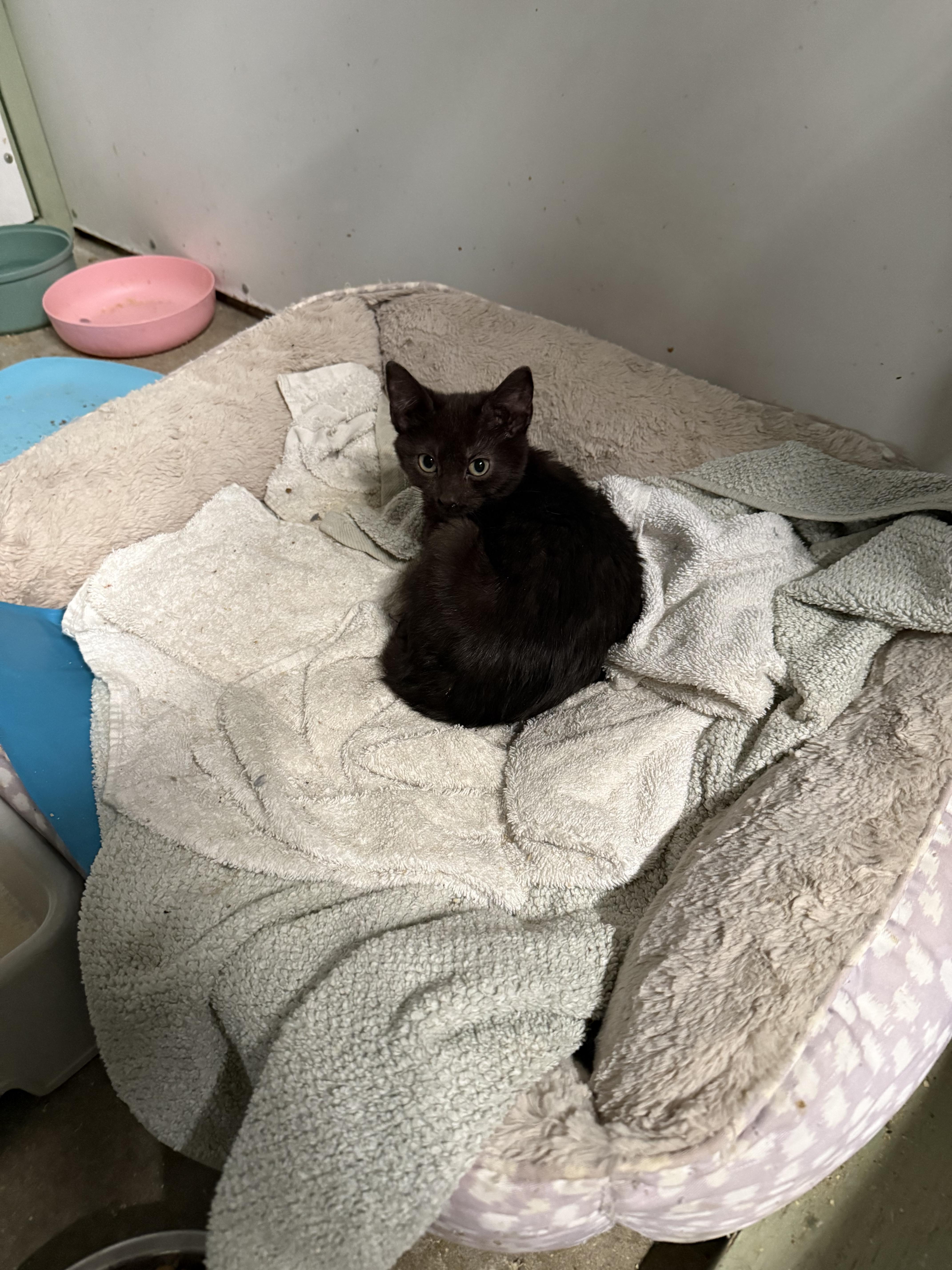 Enlarge BLACK KITTENS , a ADOPTABLE mixed breed in Reno, NV image 5/6