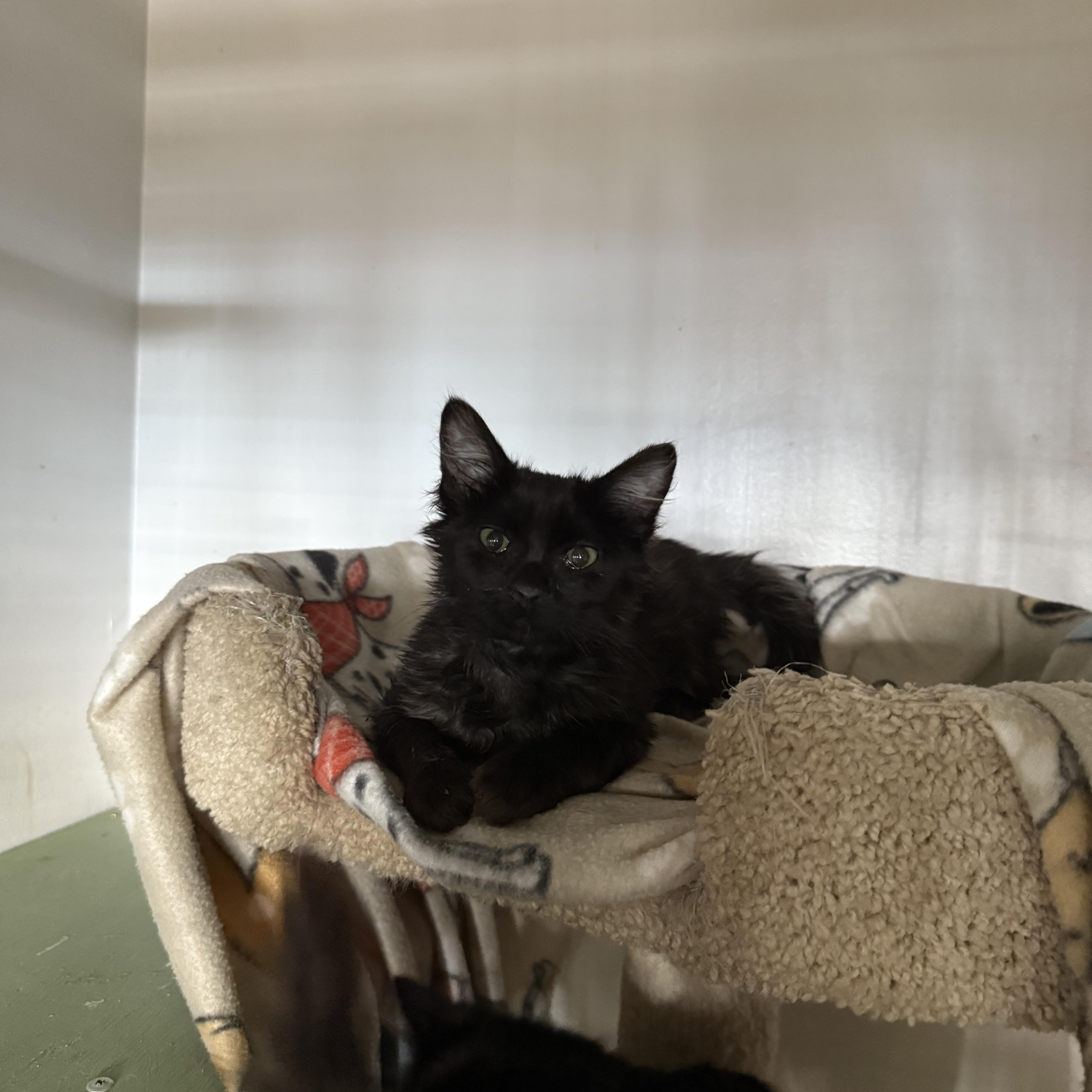 Enlarge BLACK KITTENS MALE, a ADOPTABLE mixed breed in Reno, NV image 1/6
