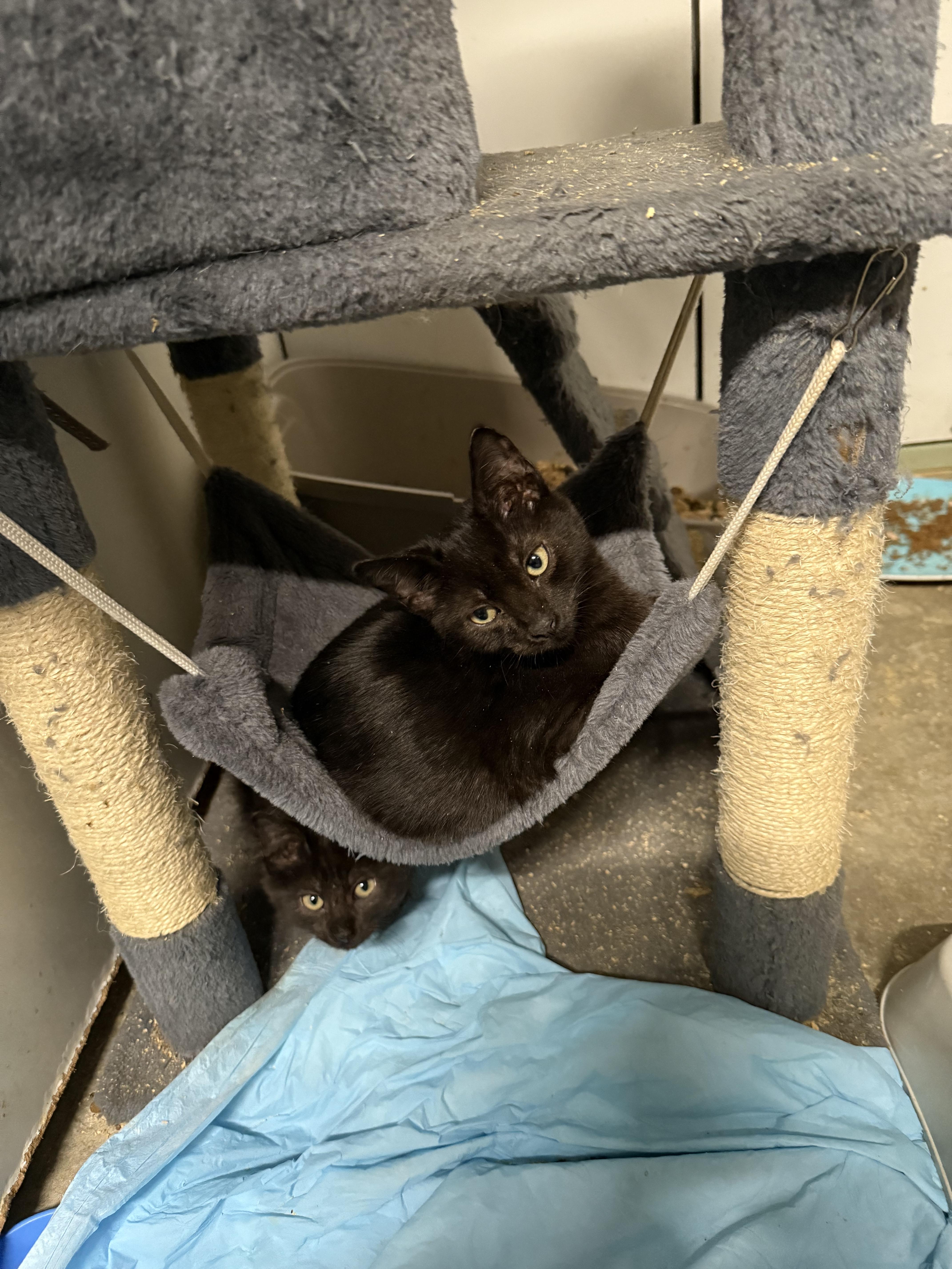 Enlarge BLACK KITTENS , a ADOPTABLE mixed breed in Reno, NV image 6/6