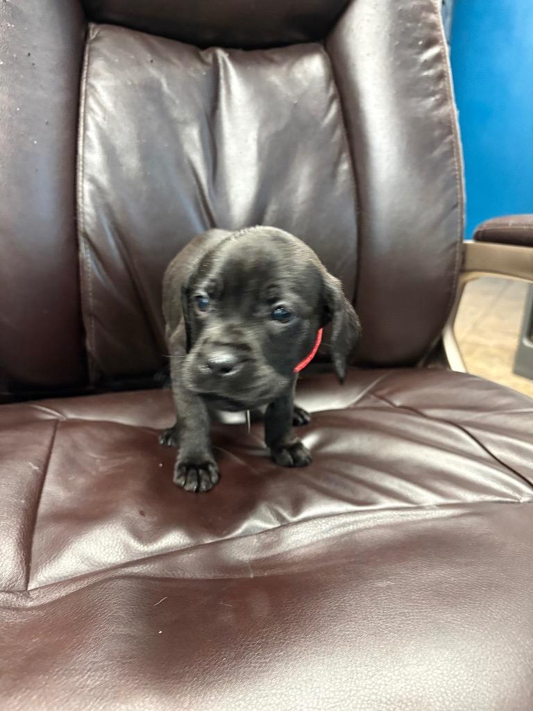 Enlarge Ladies Dancing, a Adoptable mixed breed in Reno, NV image 1/2